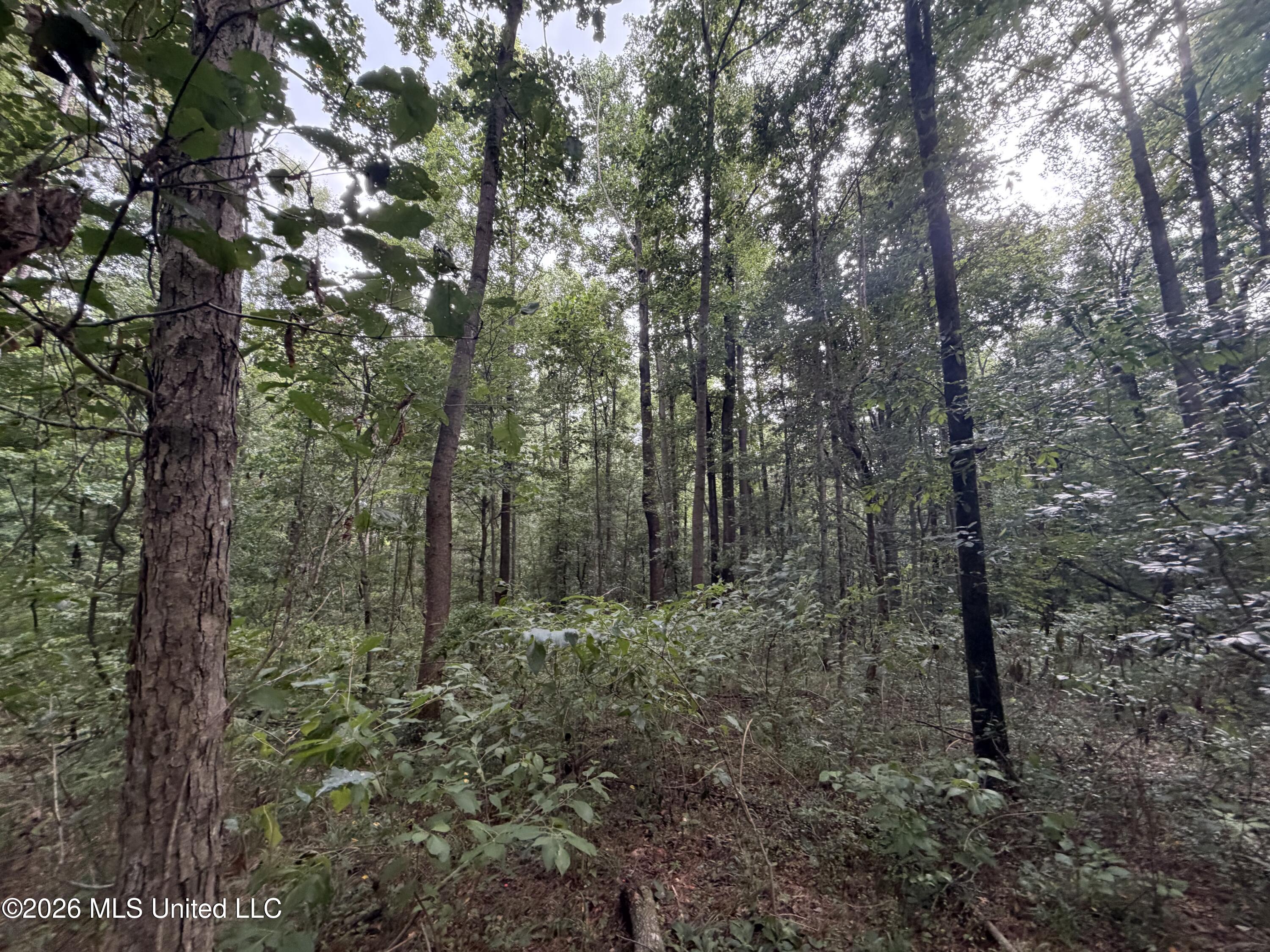 Shiloh Road Property Photo 10