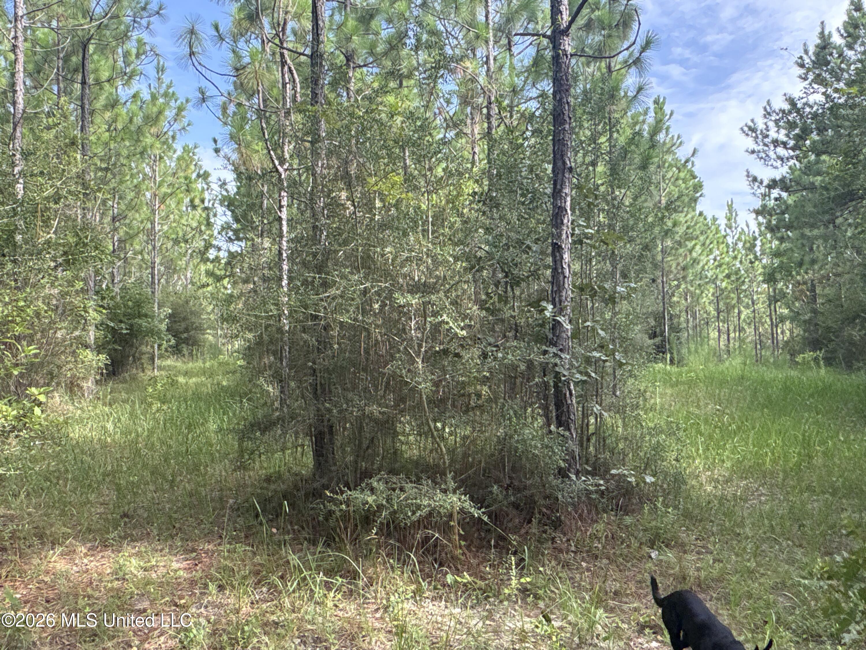 259 Forest Lake Road Property Photo 19