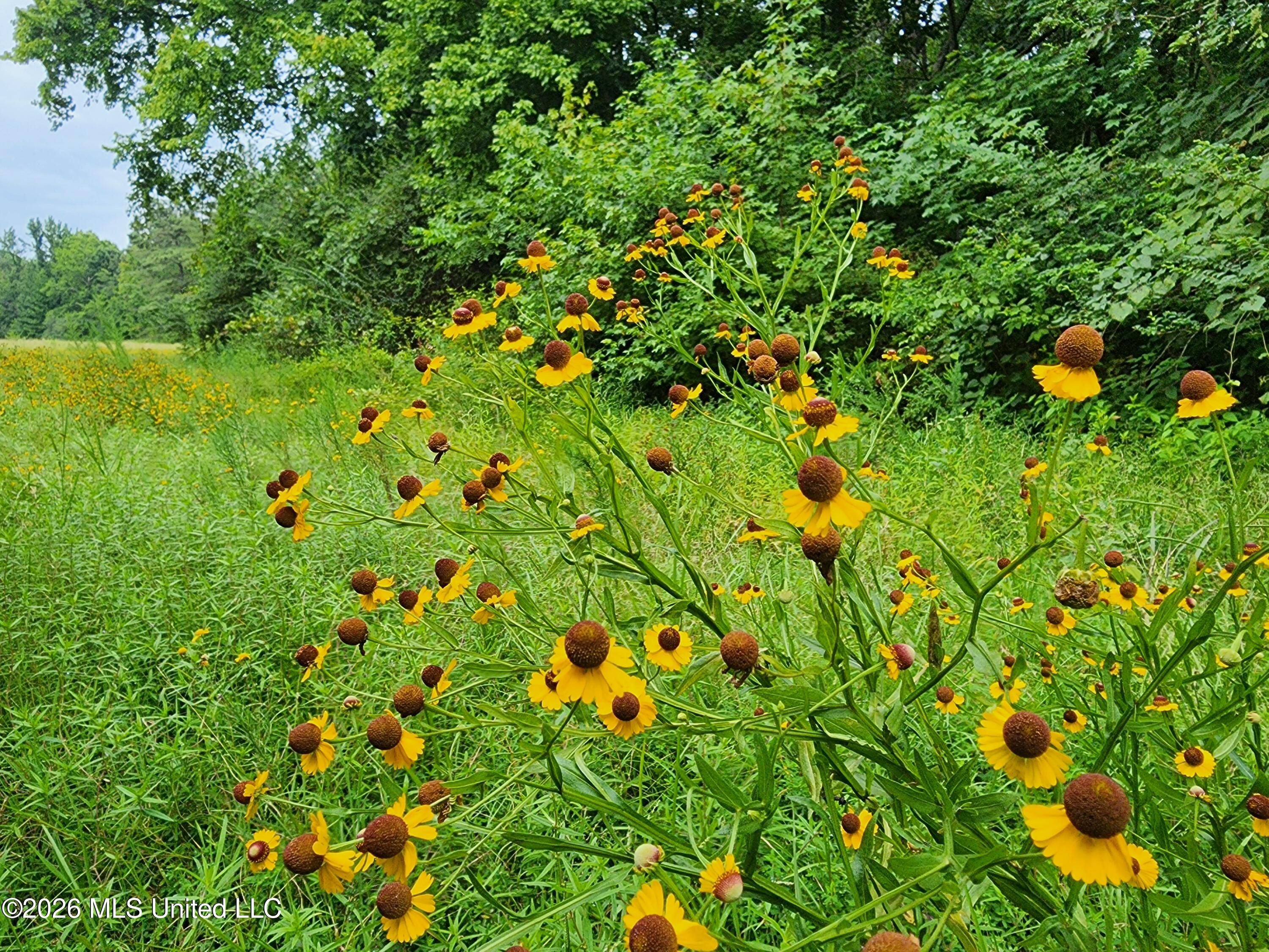 Old Hwy 7 Property Photo 9