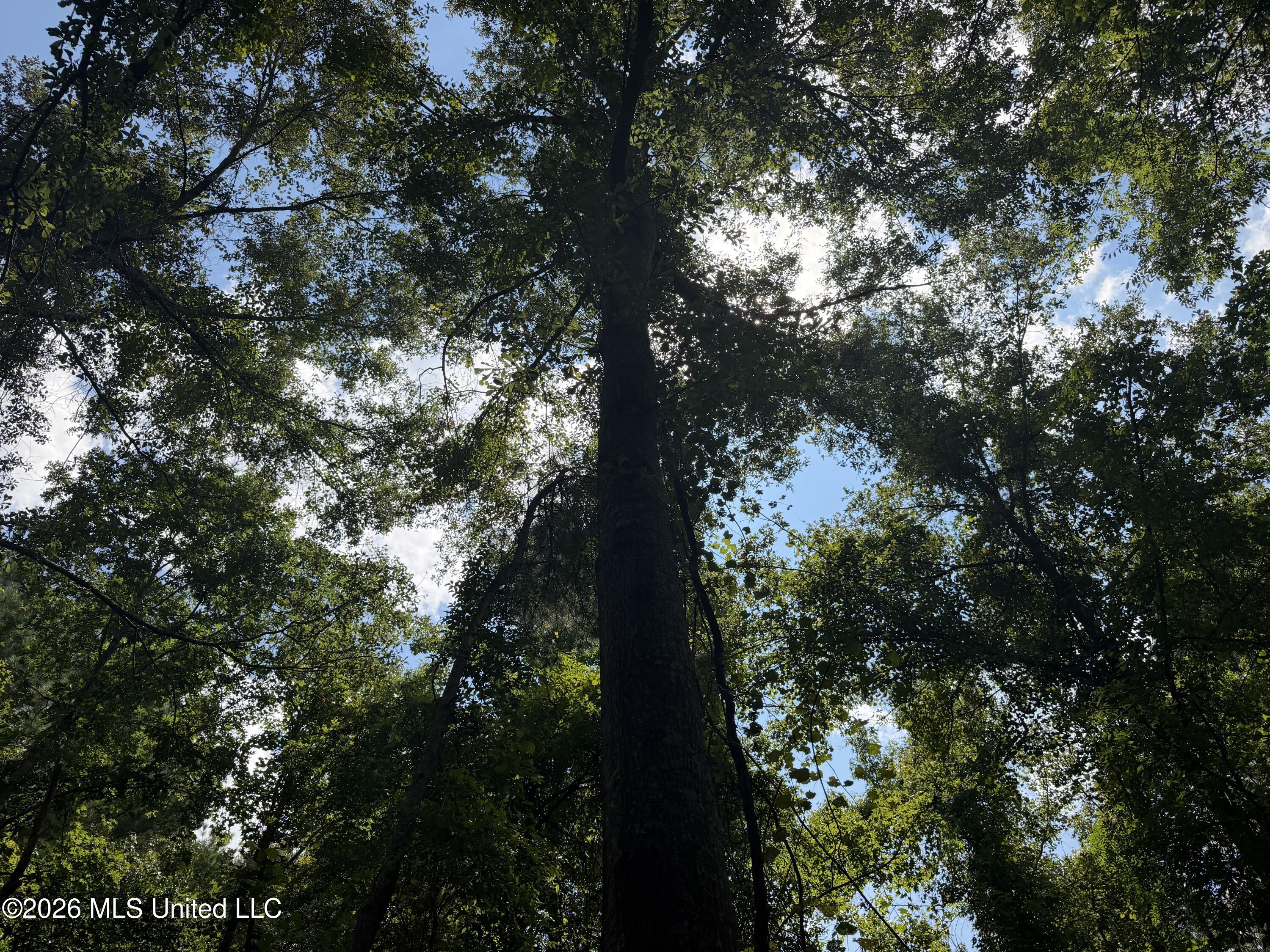 4241 Morton-rankin County Line Road Property Photo 13