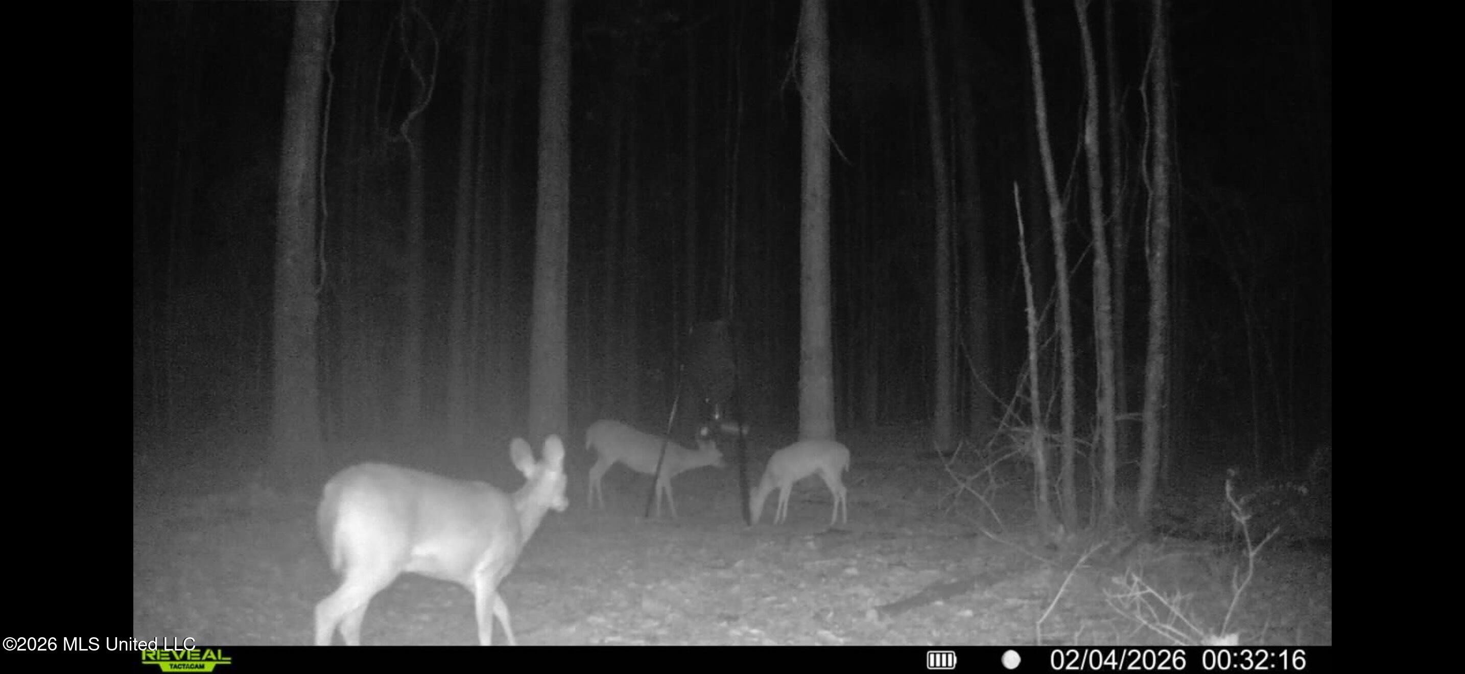 4241 Morton-rankin County Line Road Property Photo 14