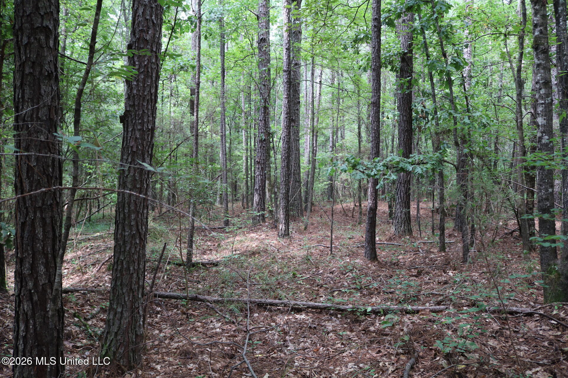 Sulphur Springs Road Property Photo 11