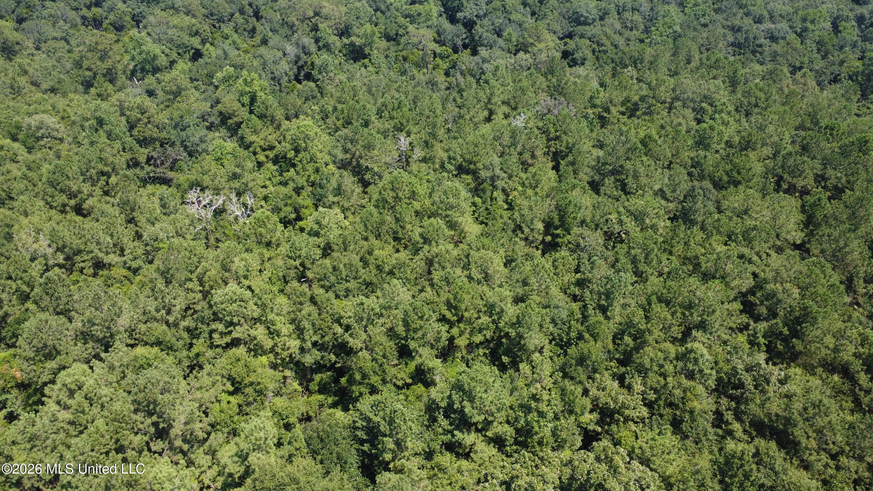 31052 Pearson Cemetary Road Property Photo 5