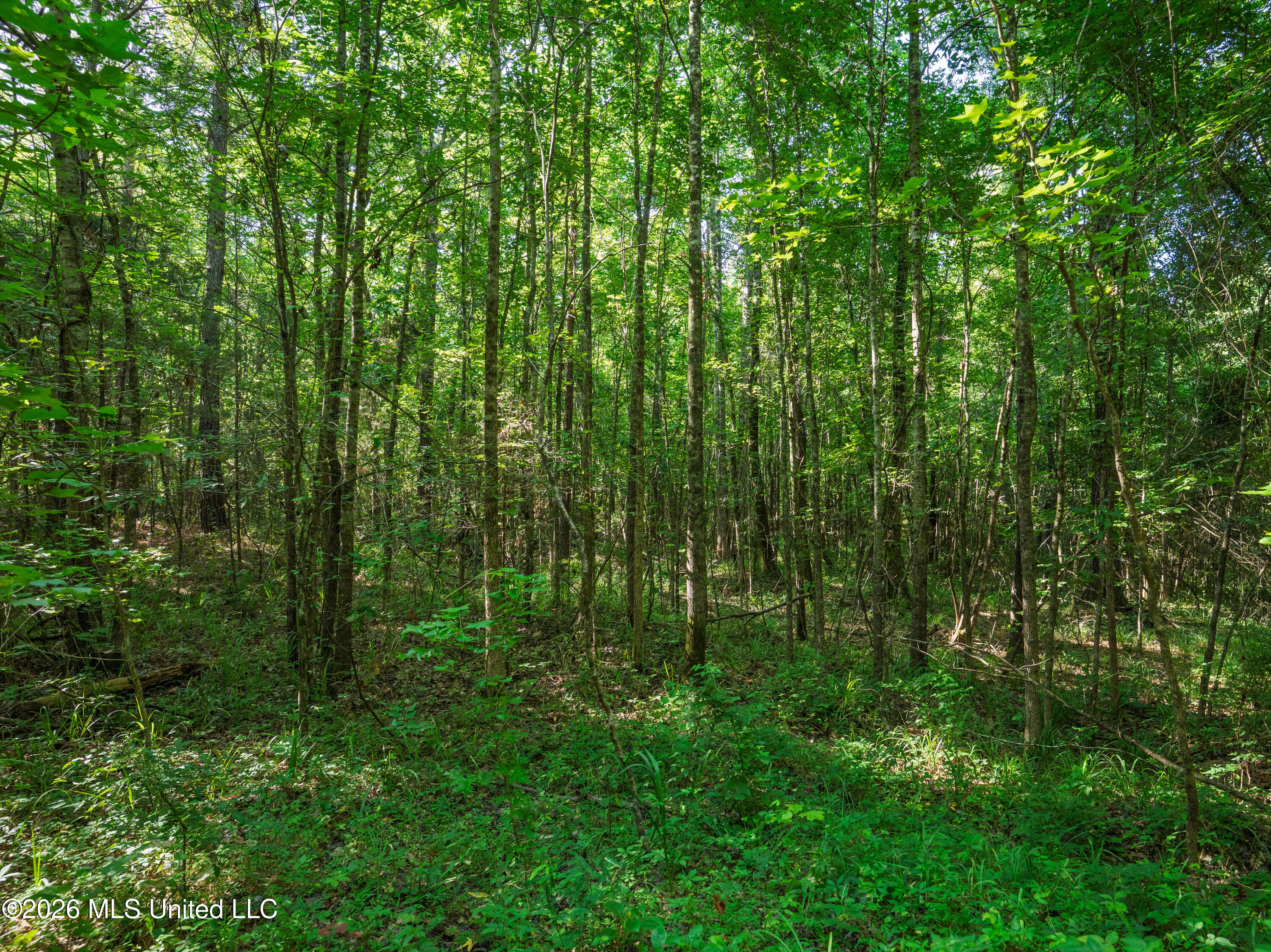 Mississippi 12 Property Photo 9