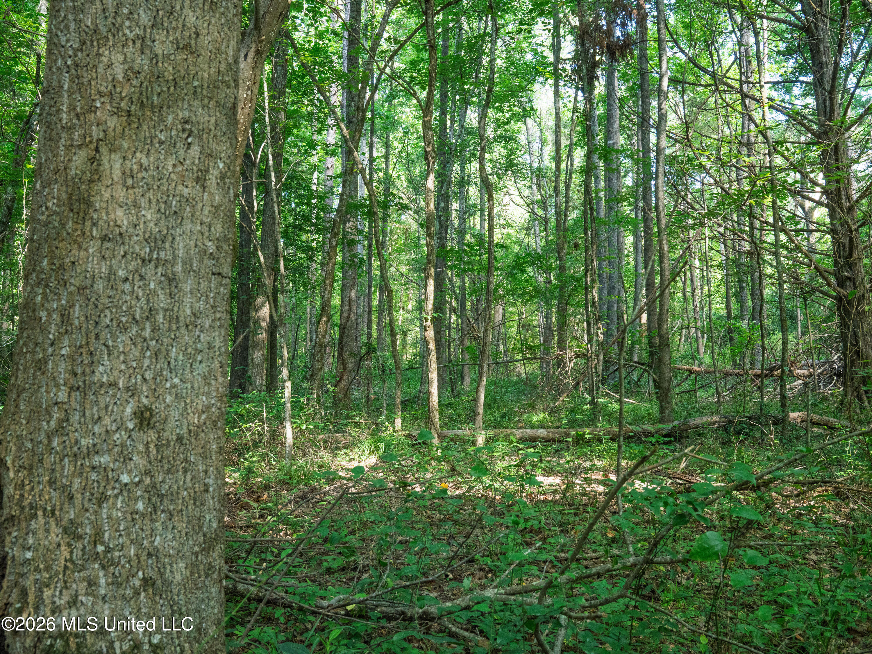 Mississippi 12 Property Photo 20