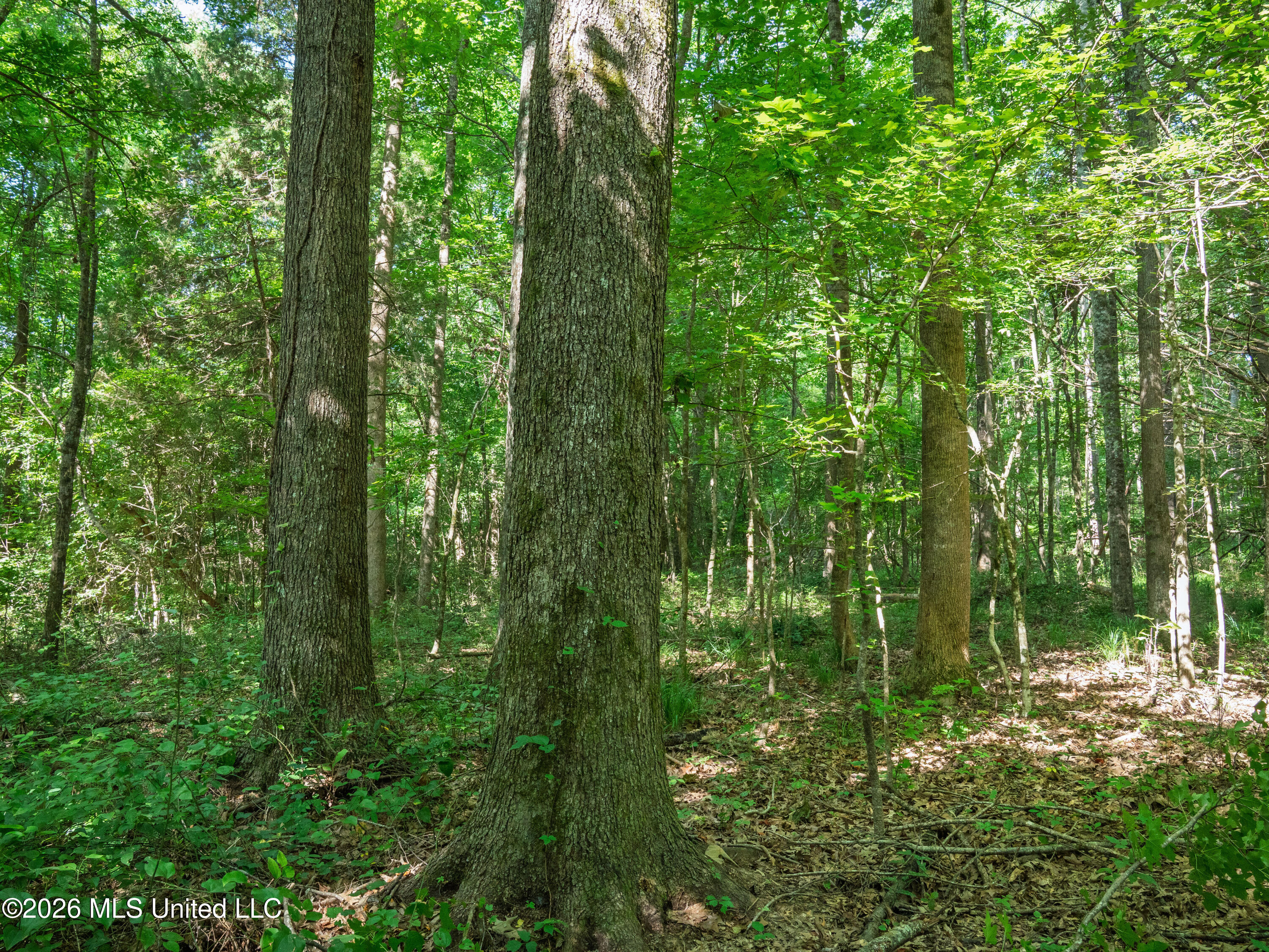 Mississippi 12 Property Photo 22