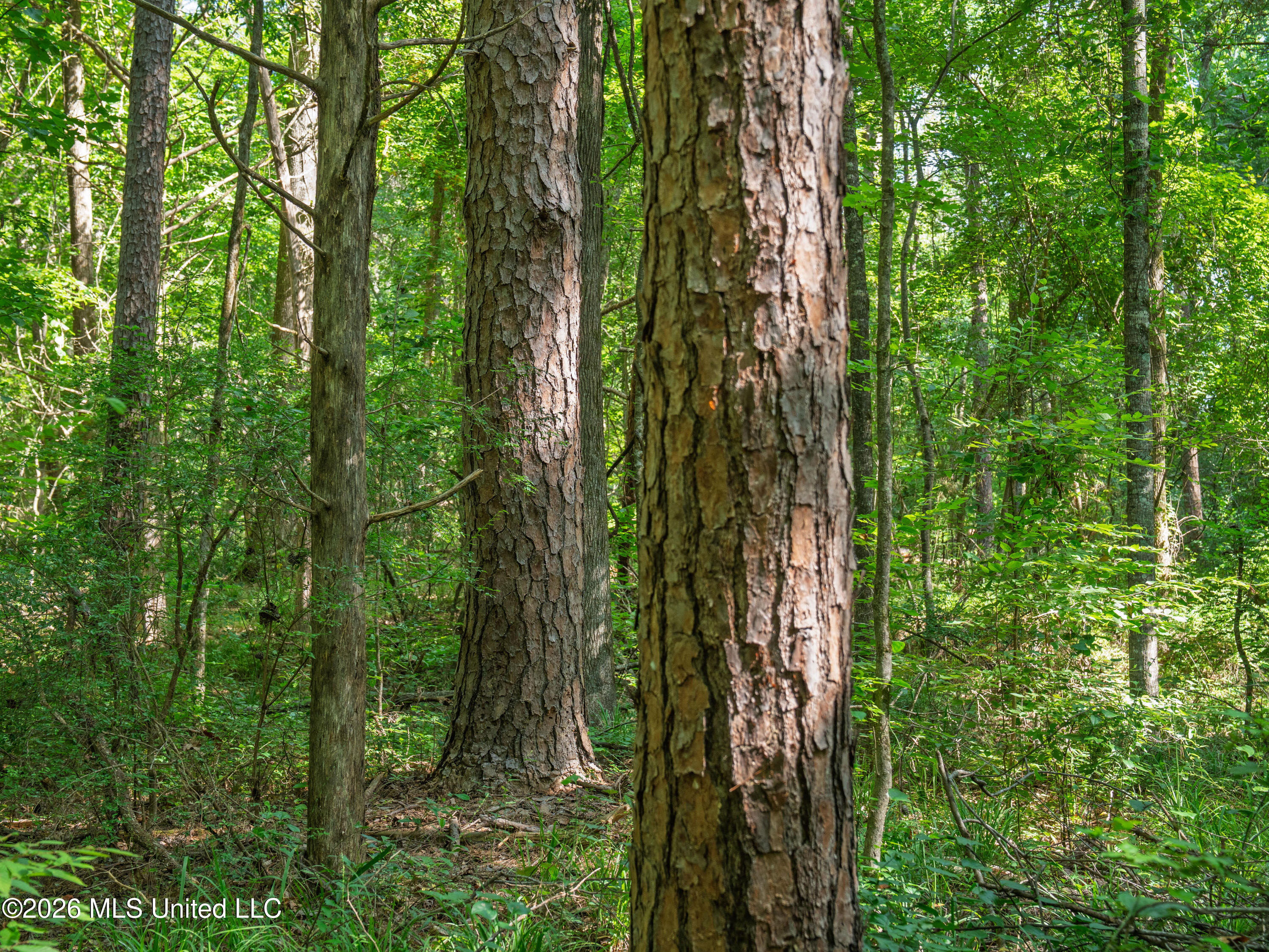 Mississippi 12 Property Photo 24
