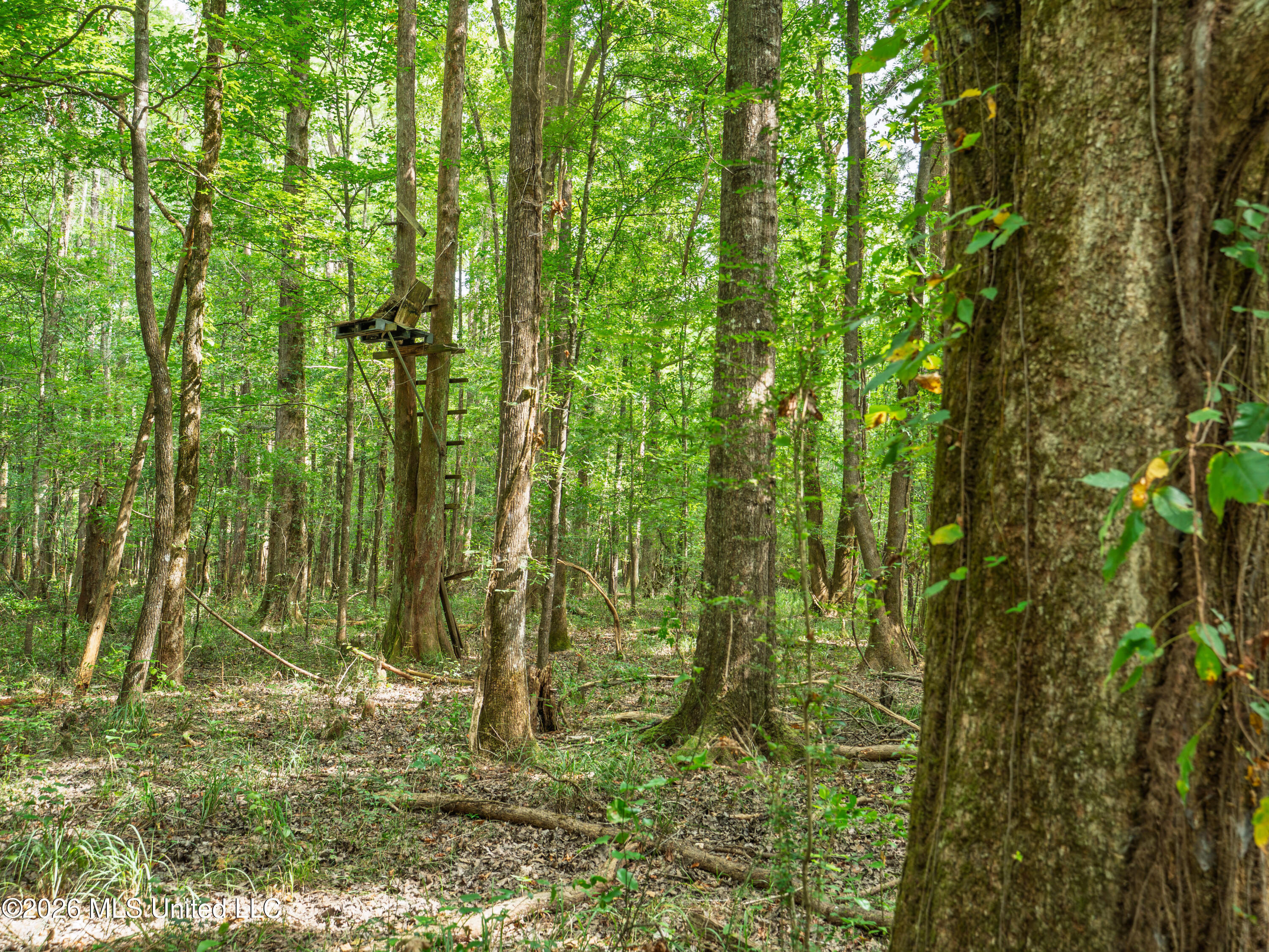 Spring Street Property Photo 37