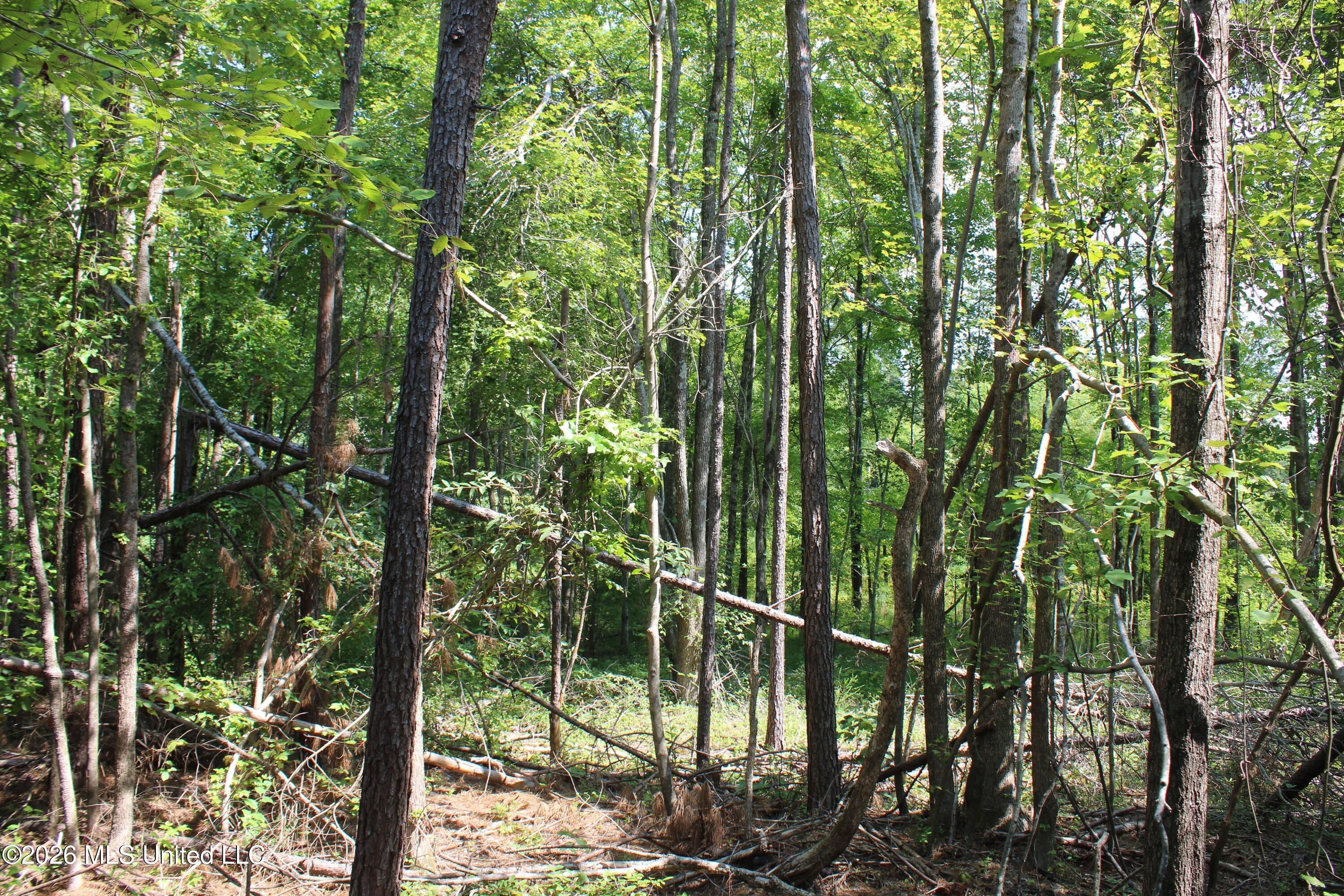 3001 Wilkins Chapel Road Property Photo 4