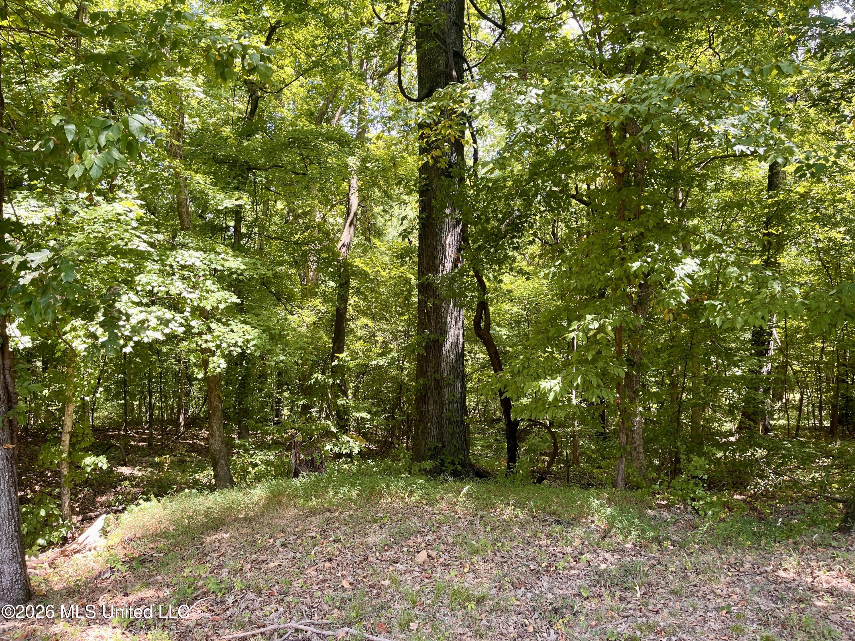 5560 Poplar Corner Road Property Photo 4