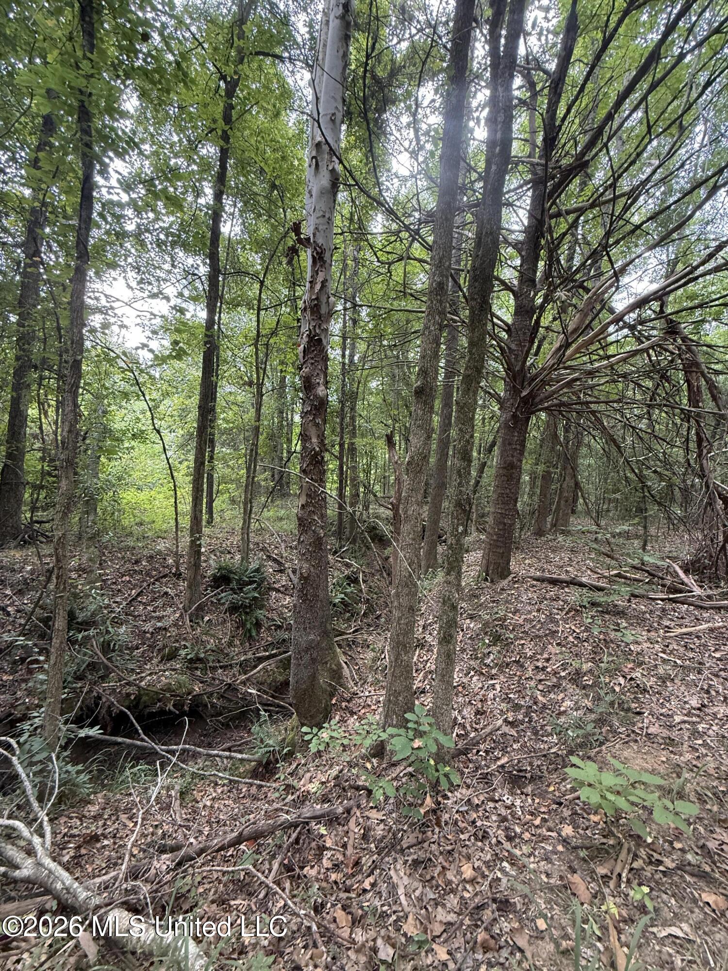 Ebenezer-coxburg Road Property Photo 17