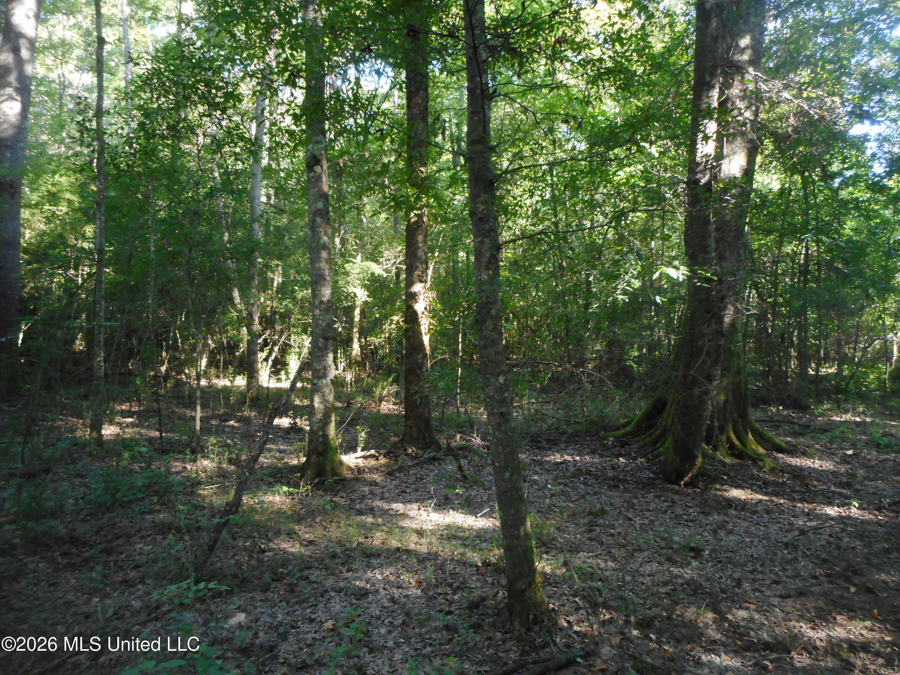 Mississippi 15 Property Photo 4