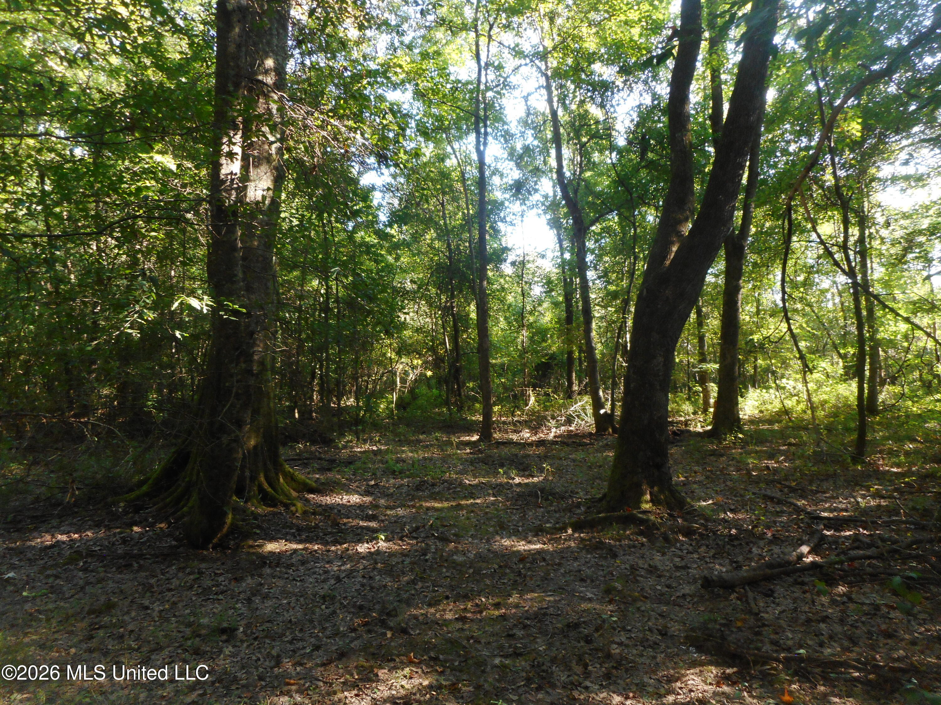 Mississippi 15 Property Photo 5