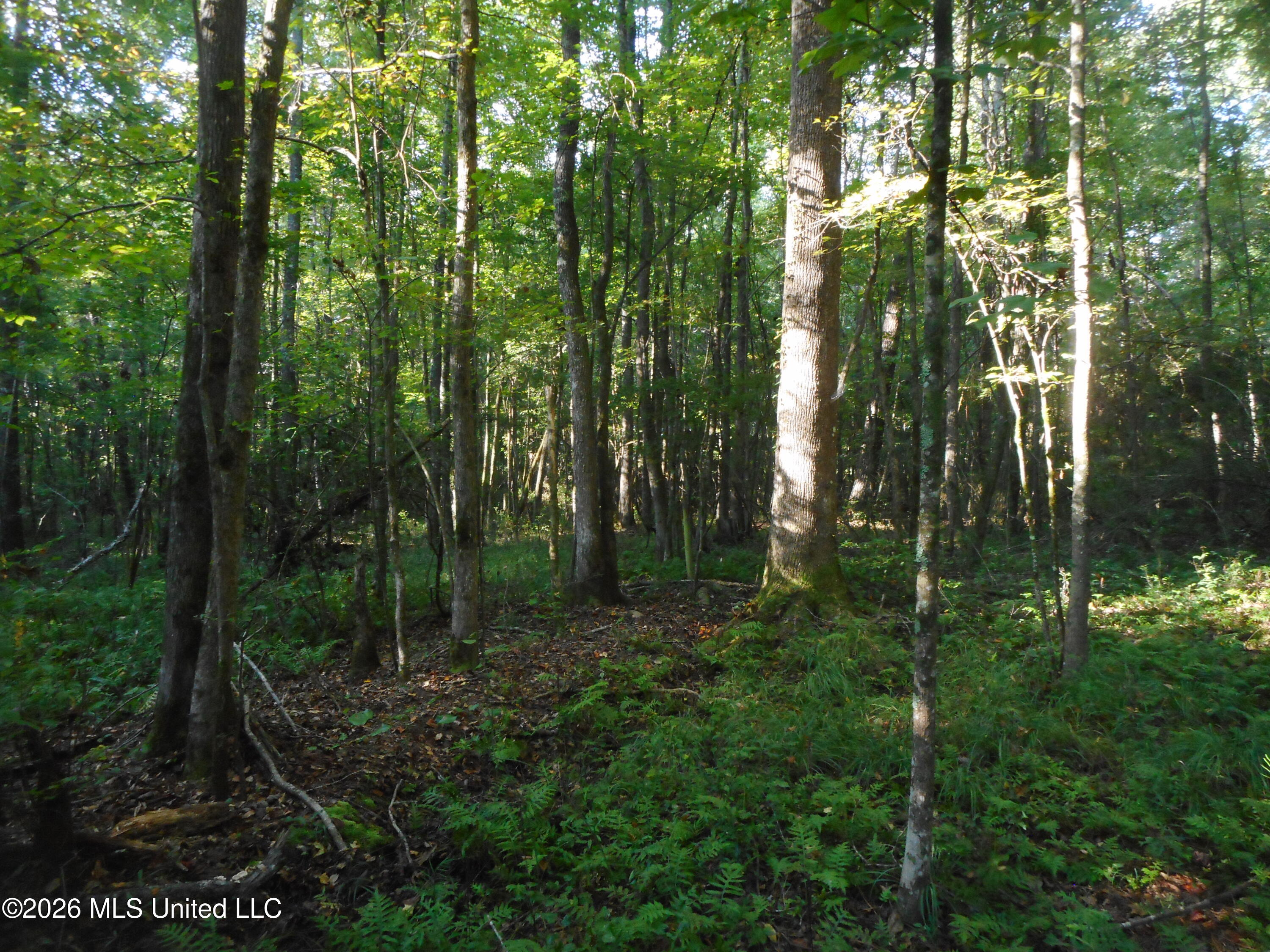 Mississippi 15 Property Photo 7