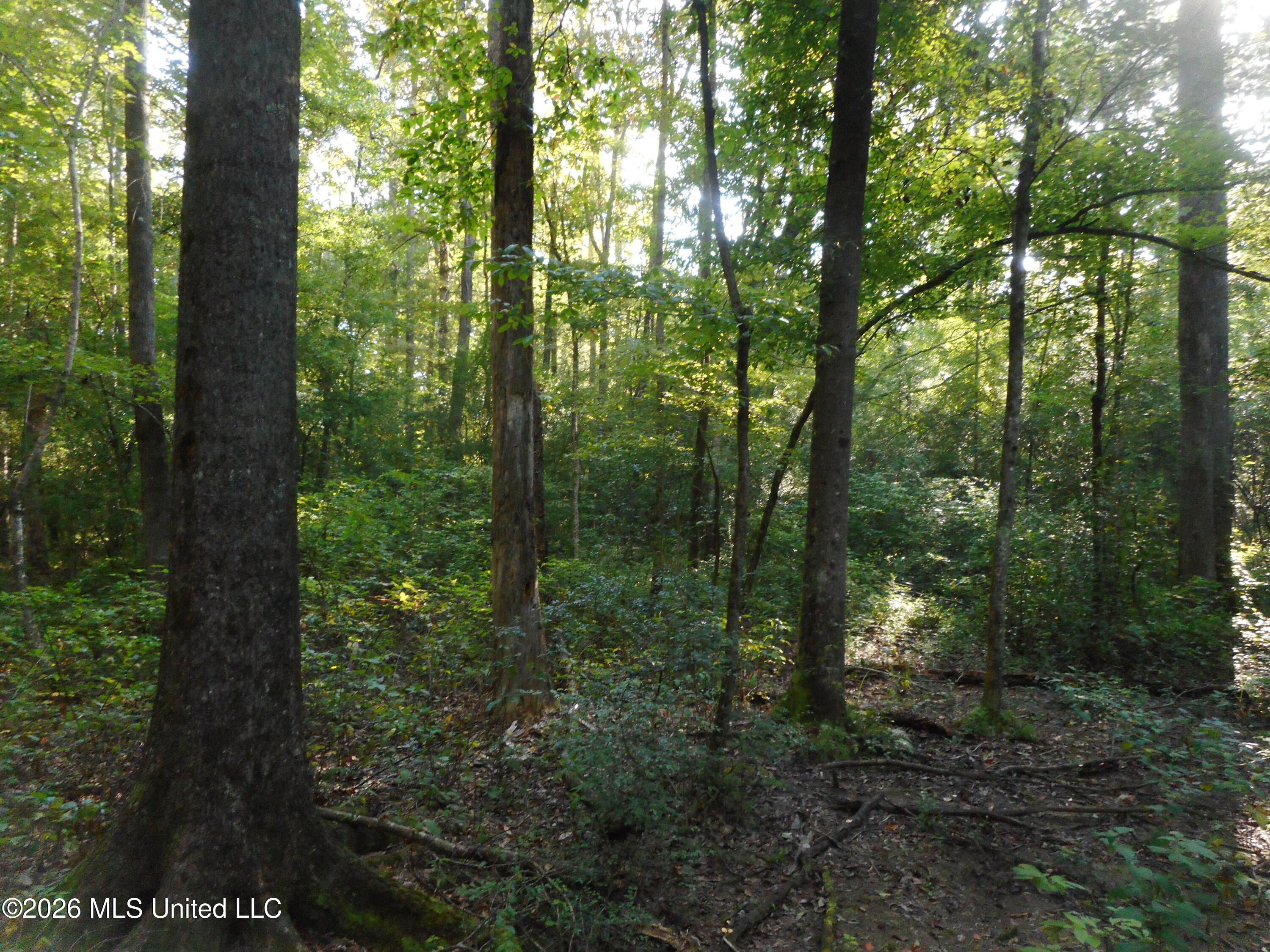 Mississippi 15 Property Photo 8