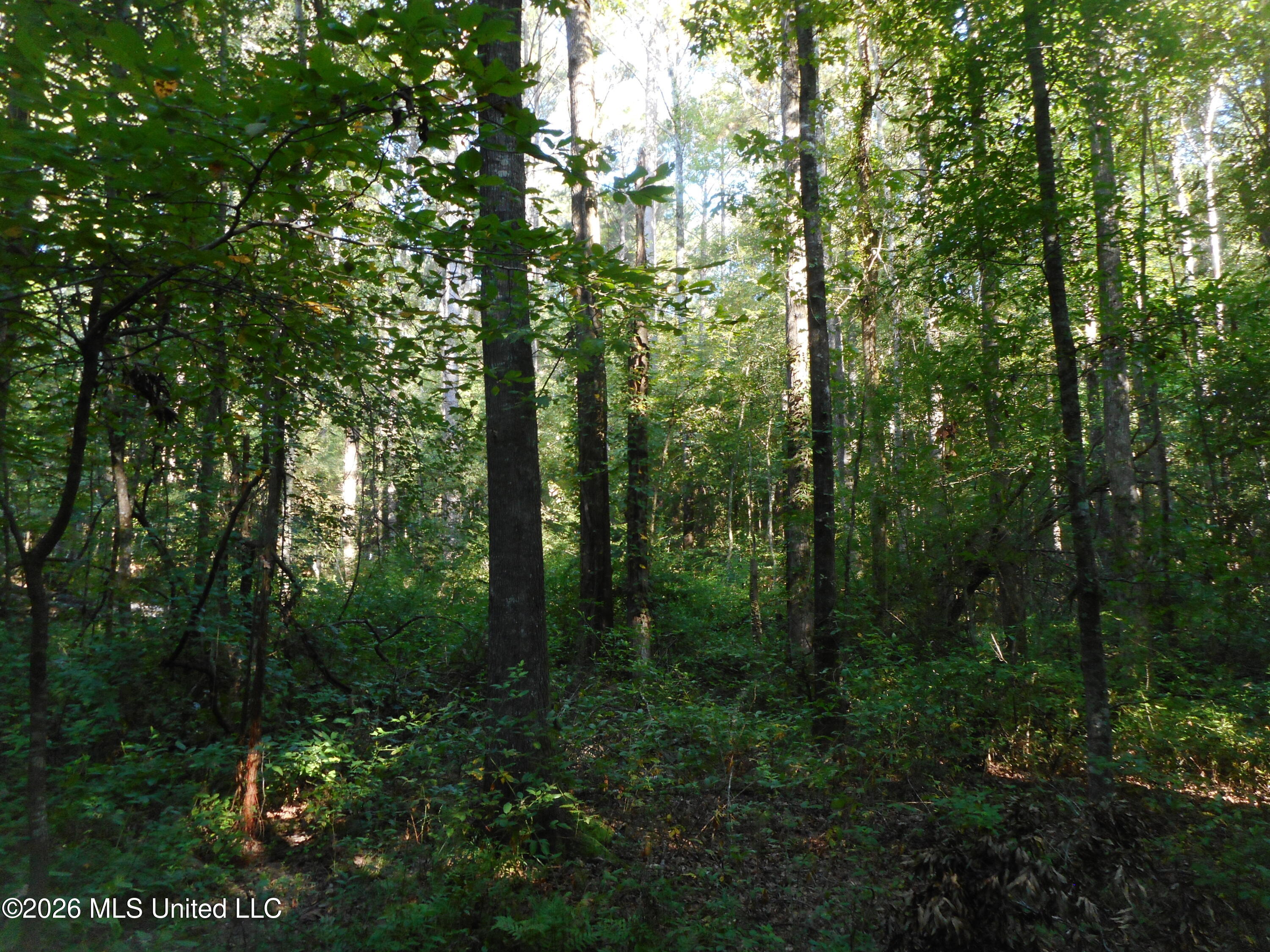 Mississippi 15 Property Photo 14