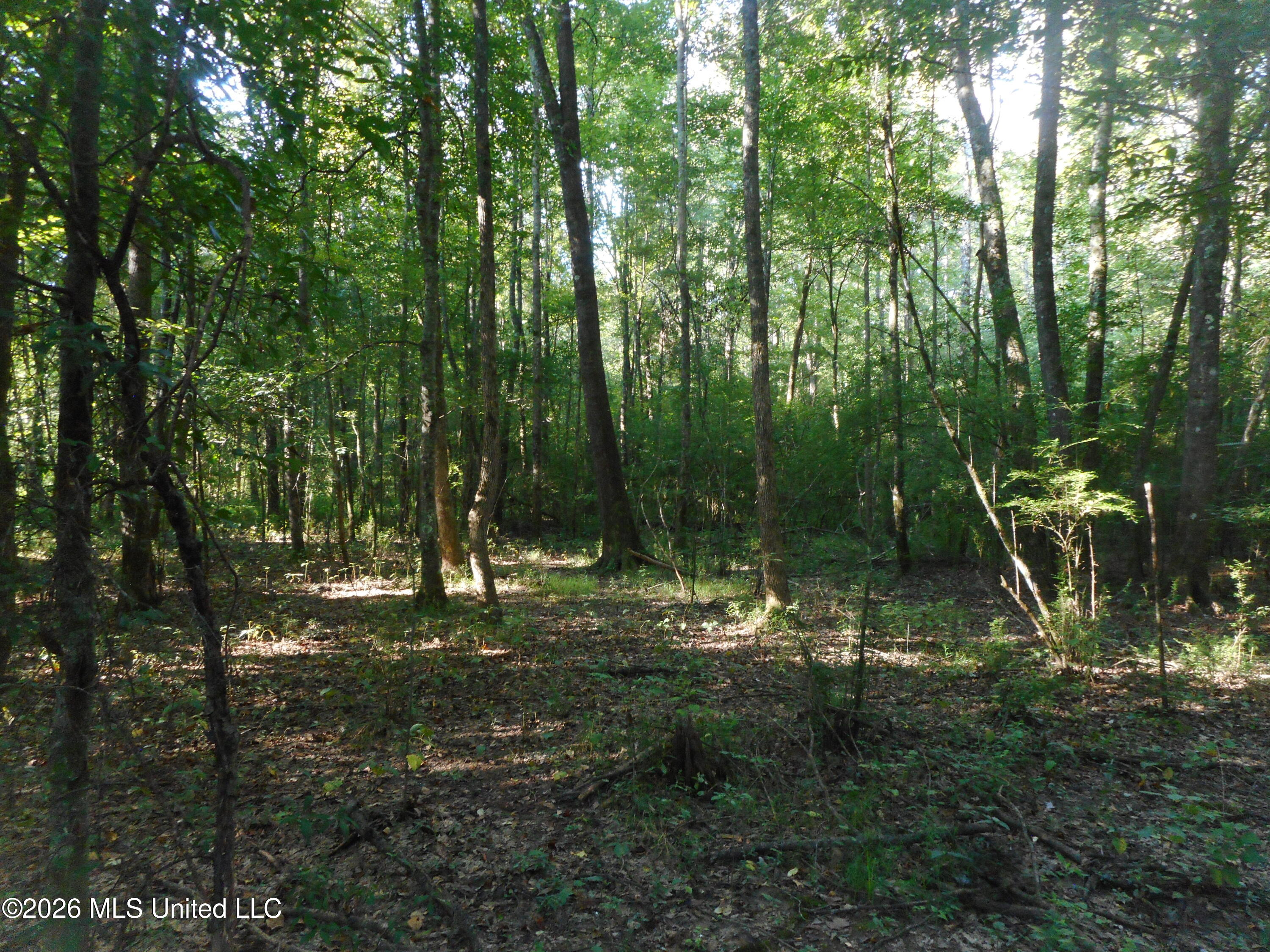 Mississippi 15 Property Photo 15