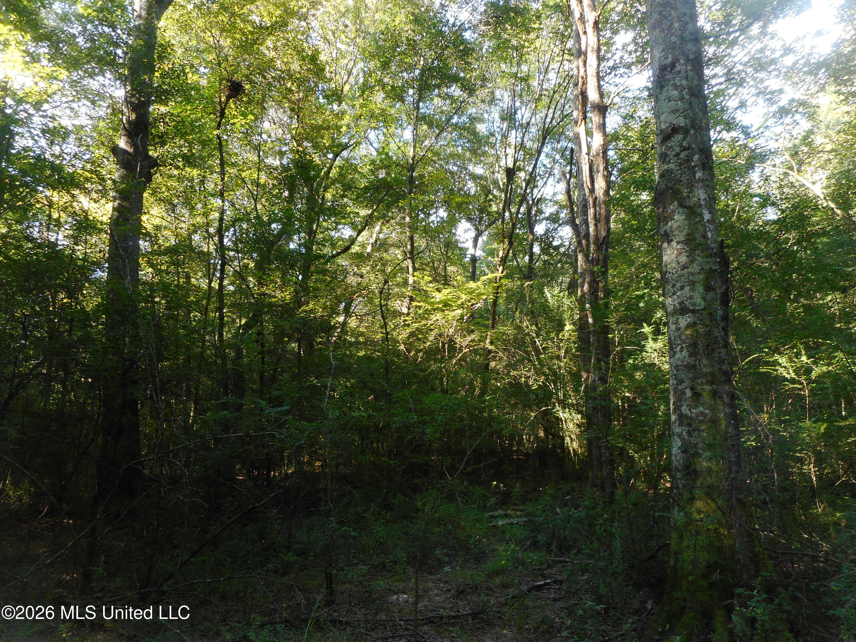 Mississippi 15 Property Photo 17