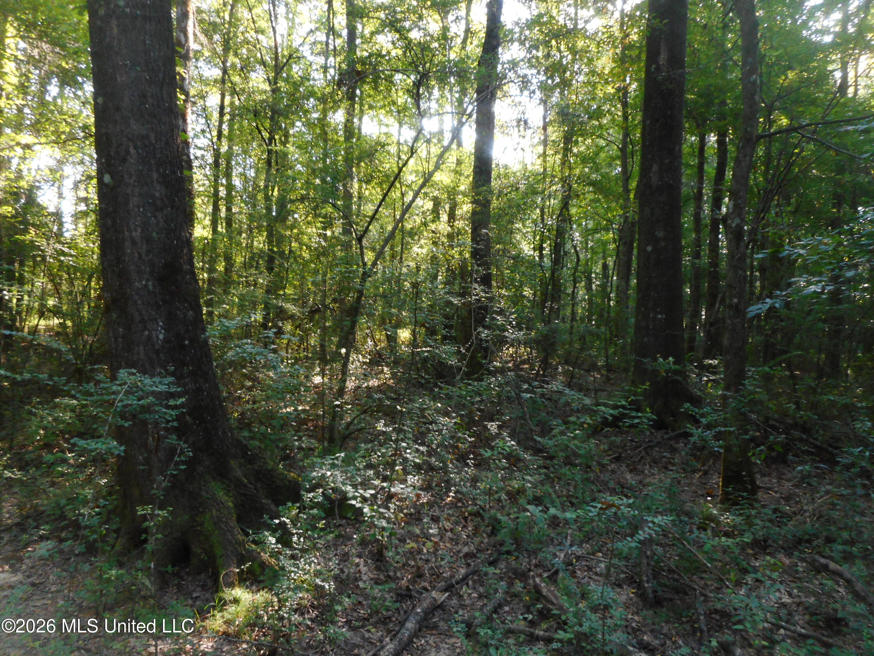Mississippi 15 Property Photo 18