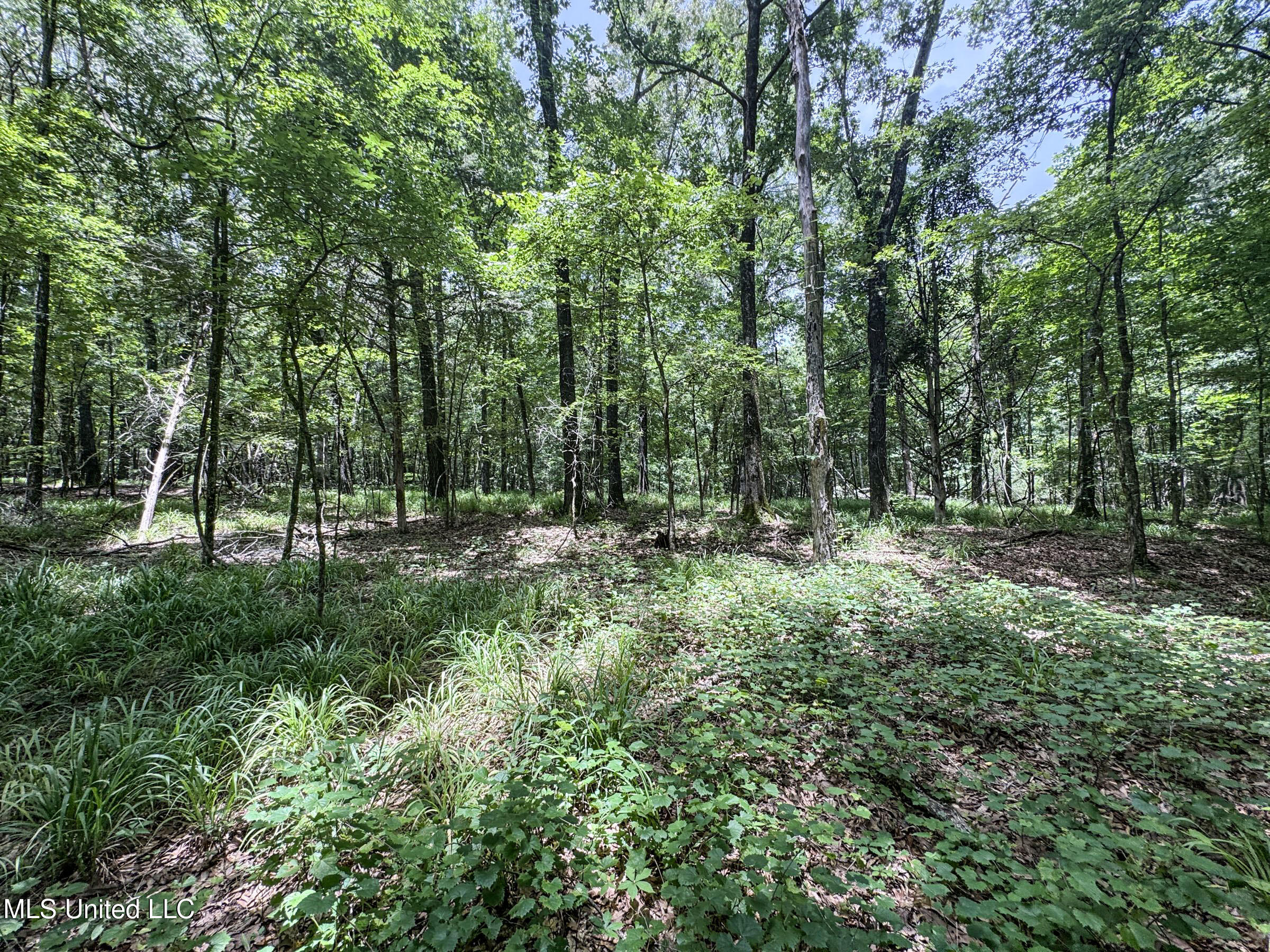 Pine Lodge Road Road Property Photo 60
