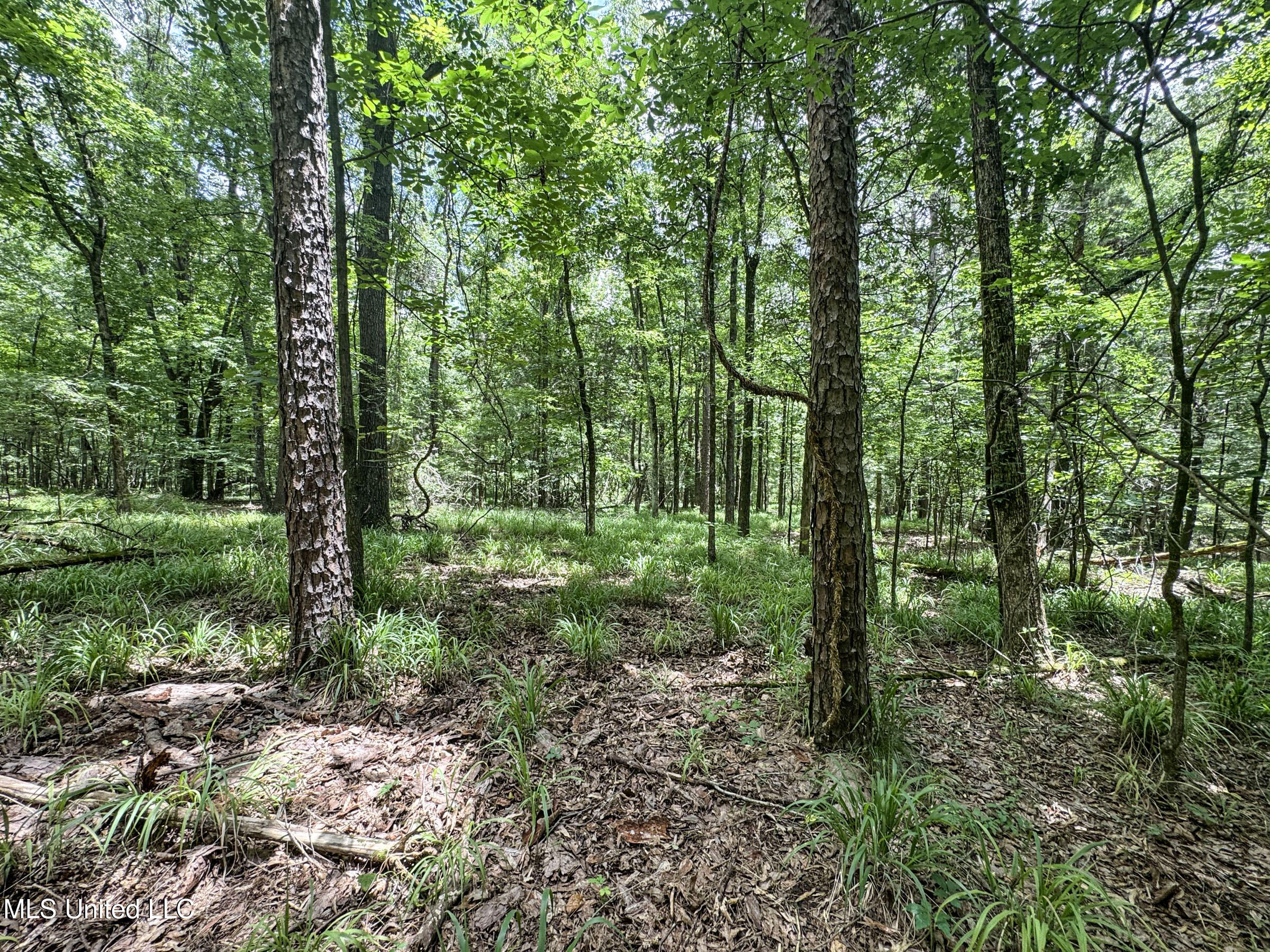Pine Lodge Road Road Property Photo 66