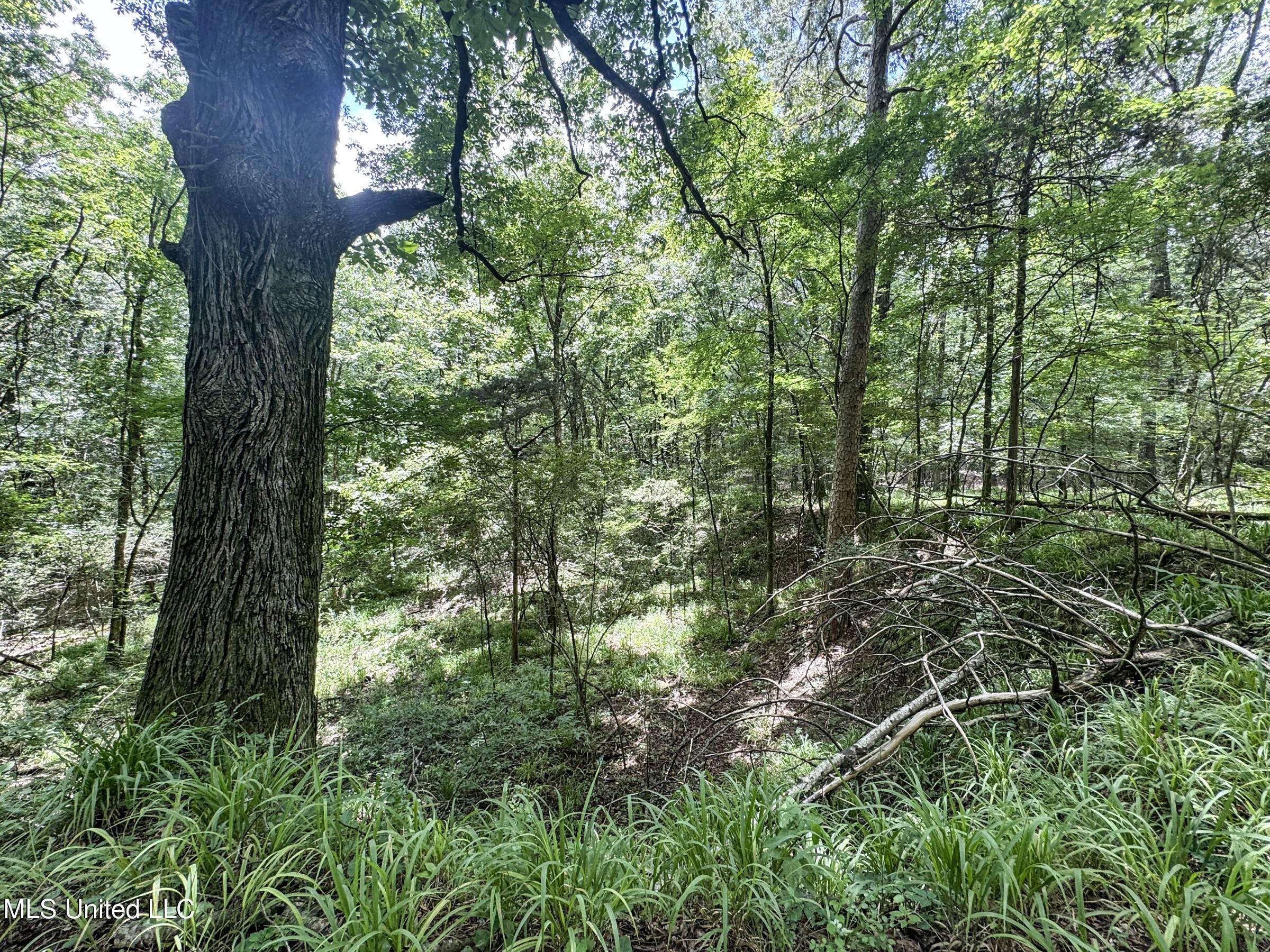 Pine Lodge Road Road Property Photo 67
