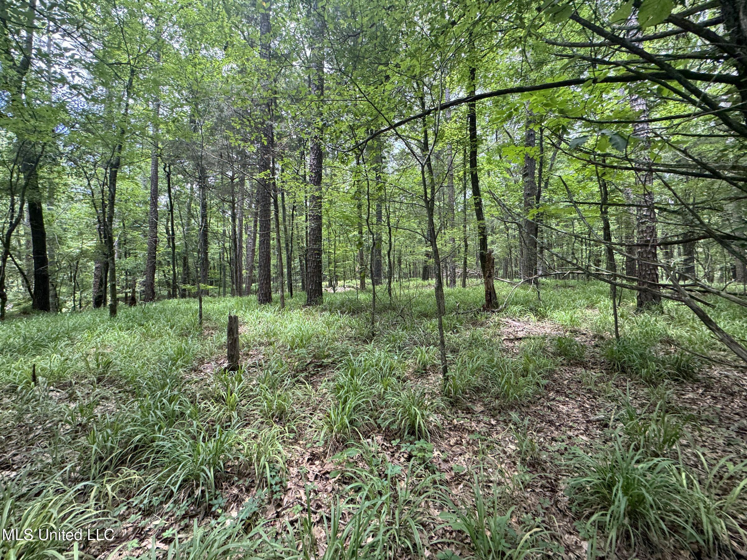 Pine Lodge Road Road Property Photo 71