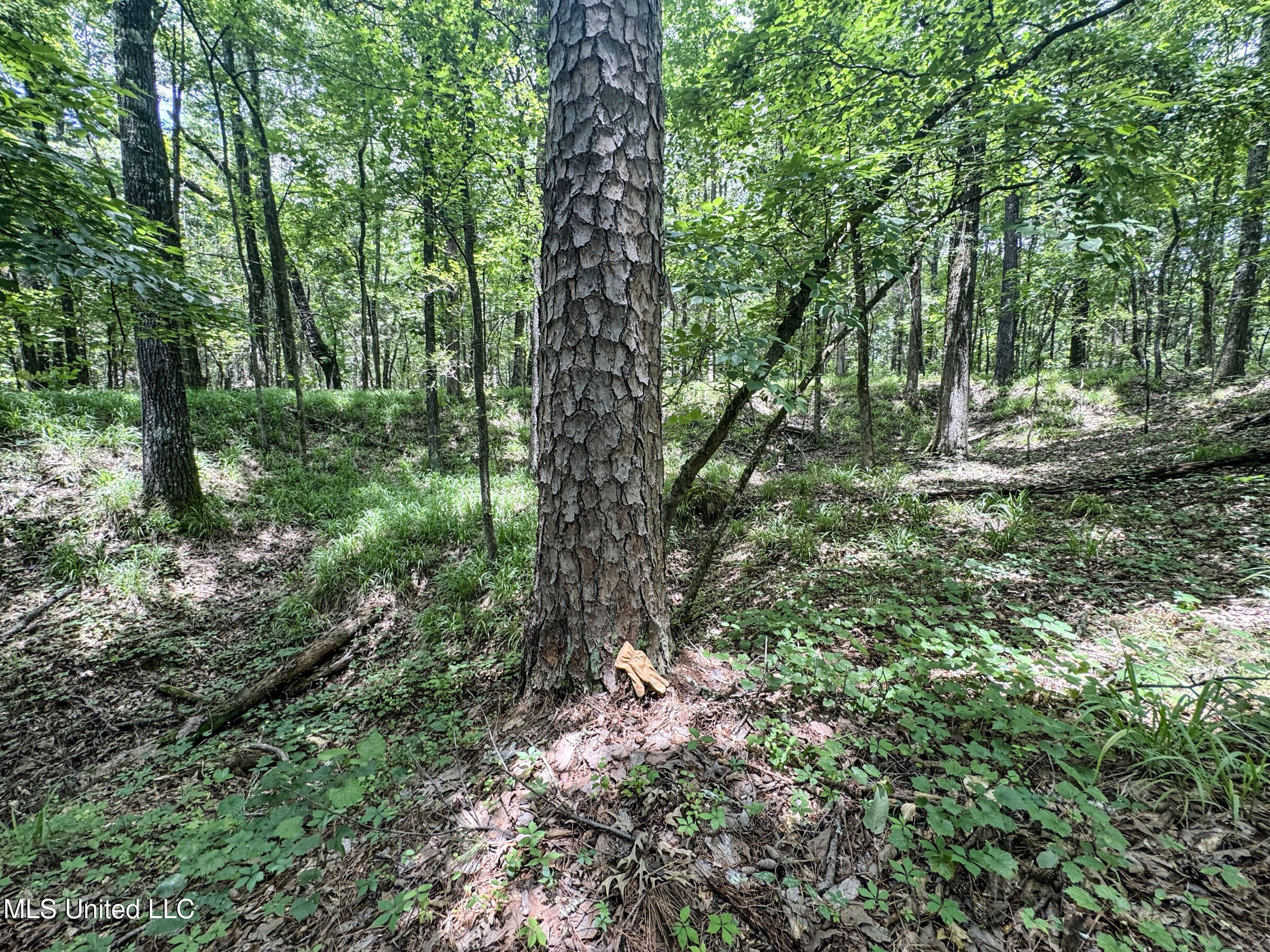 Pine Lodge Road Road Property Photo 76