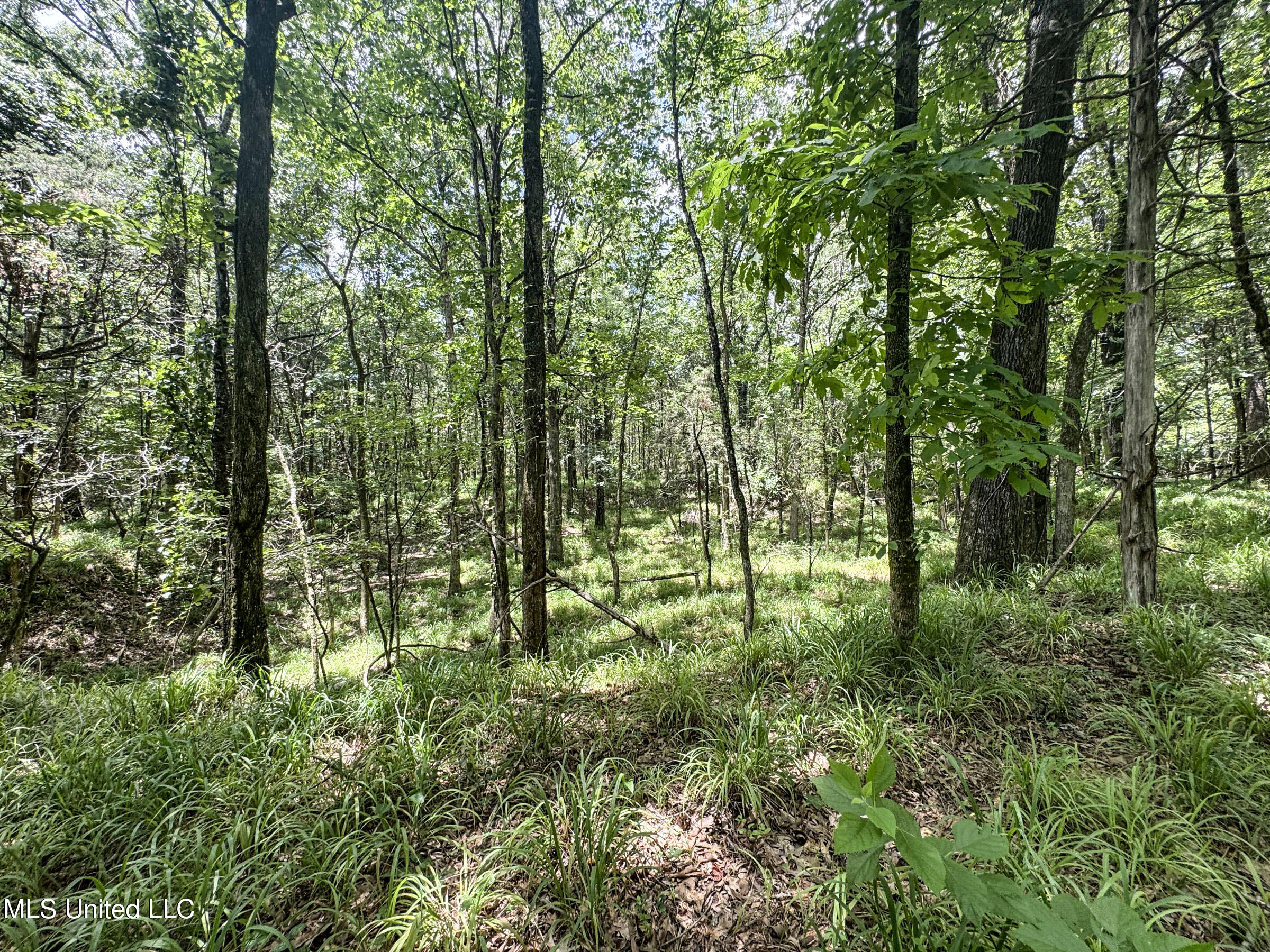 Pine Lodge Road Road Property Photo 79