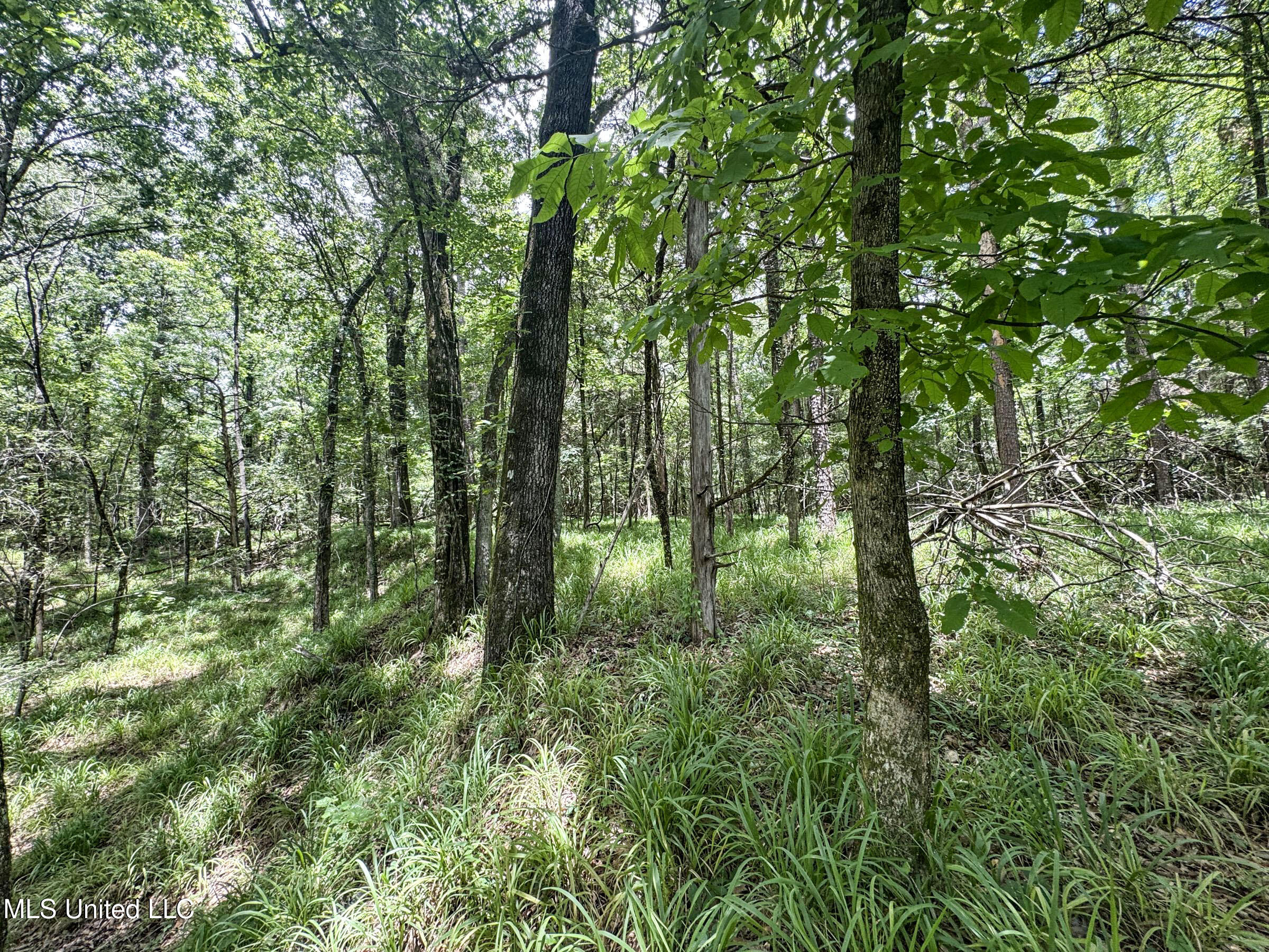 Pine Lodge Road Road Property Photo 82