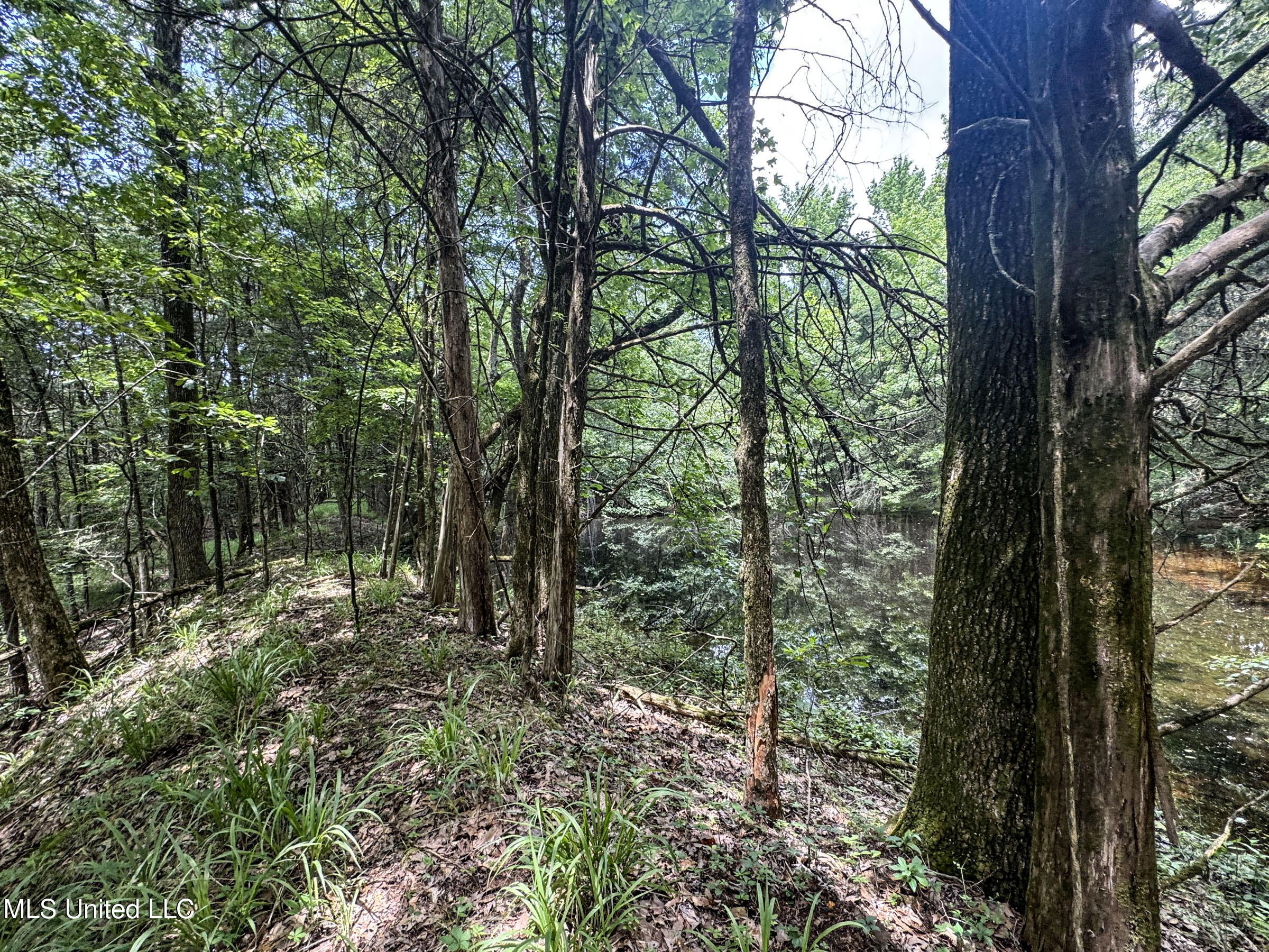 Pine Lodge Road Road Property Photo 88