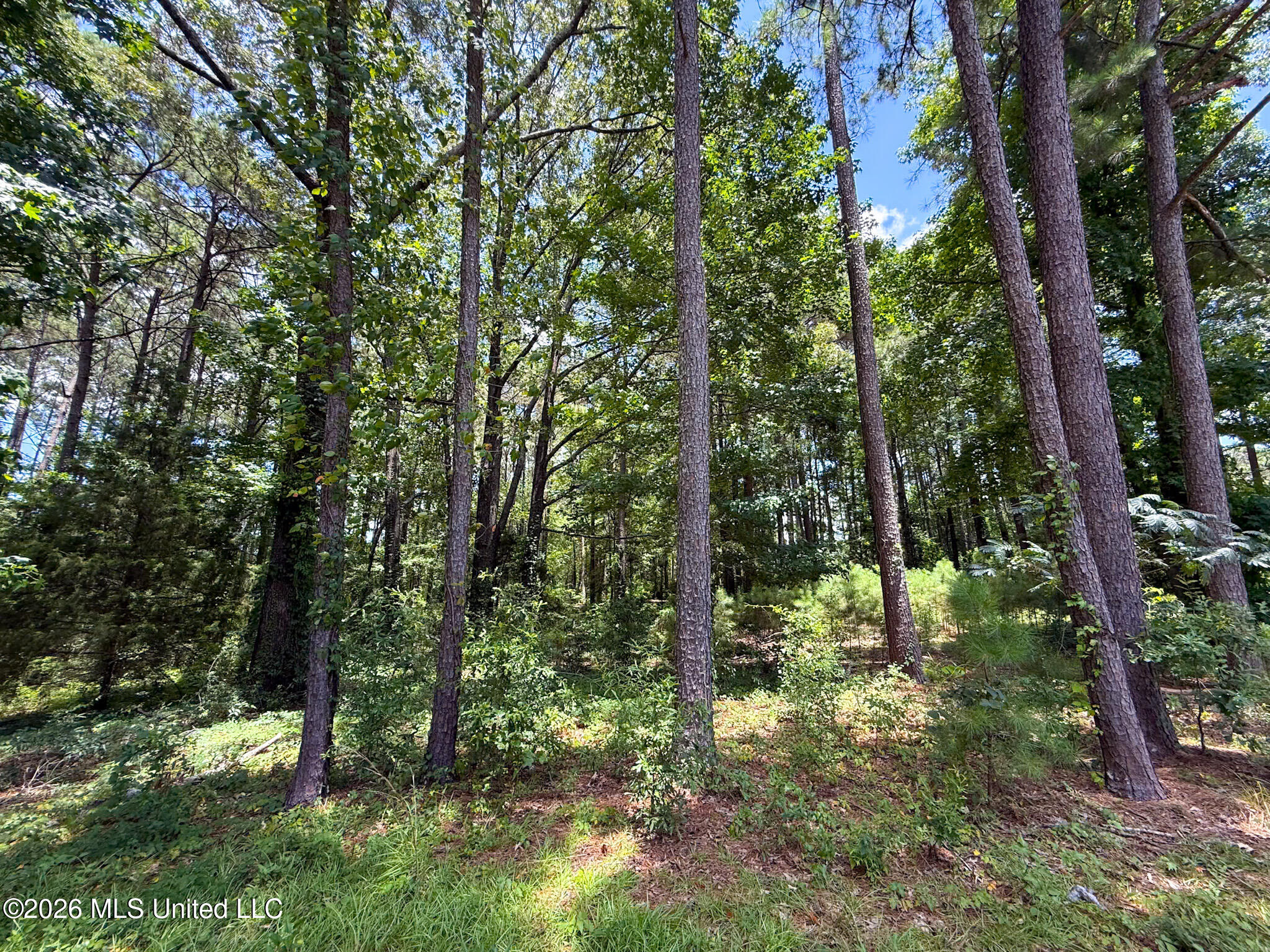 Berthadale Road Property Photo 3