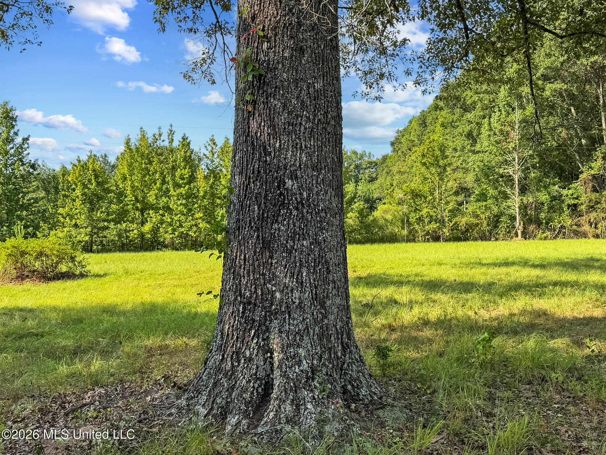 1194 Tom Kyzar Road Property Photo 18