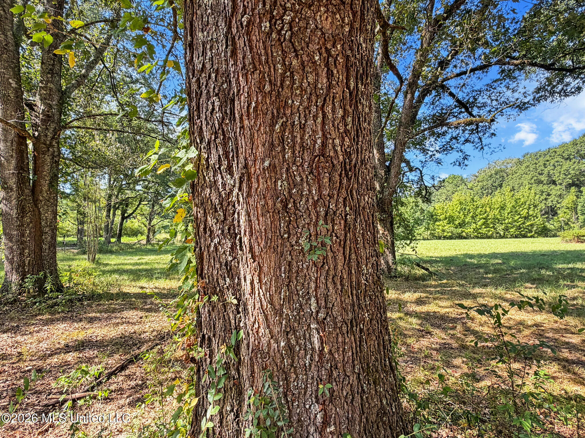 1194 Tom Kyzar Road Property Photo 29