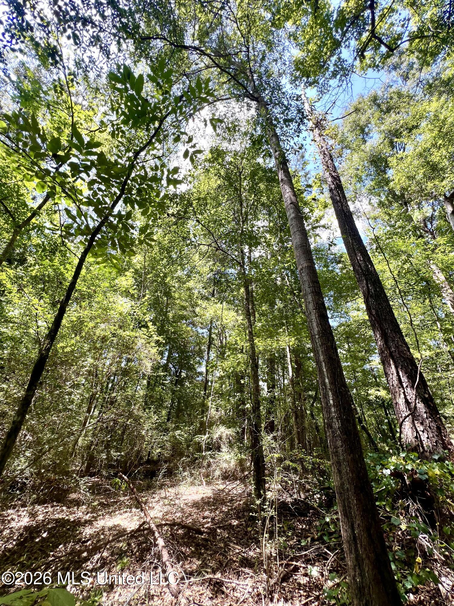 4142 Linfrank Line Road Property Photo 6