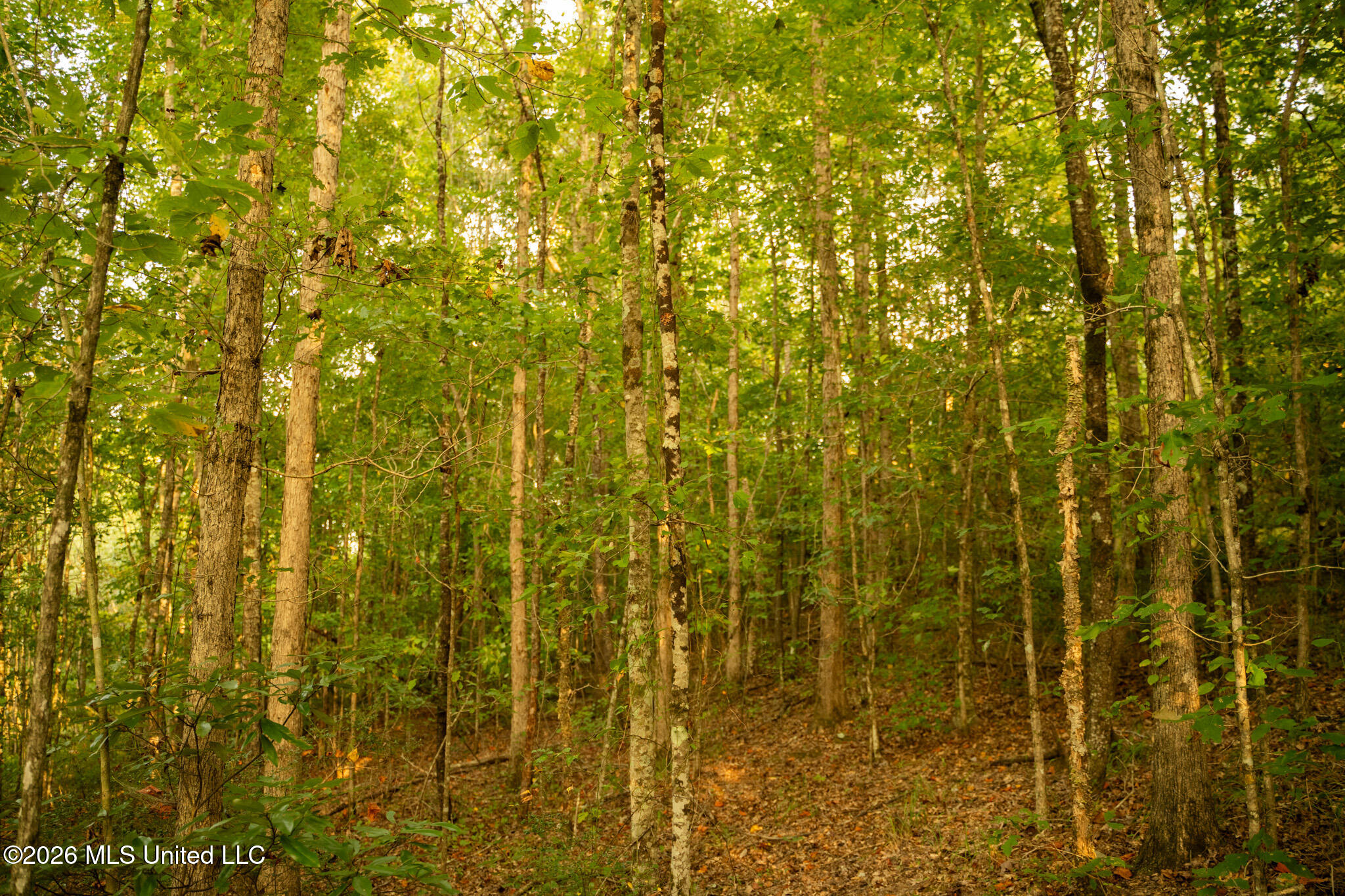 Co Rd 4300 Property Photo 40