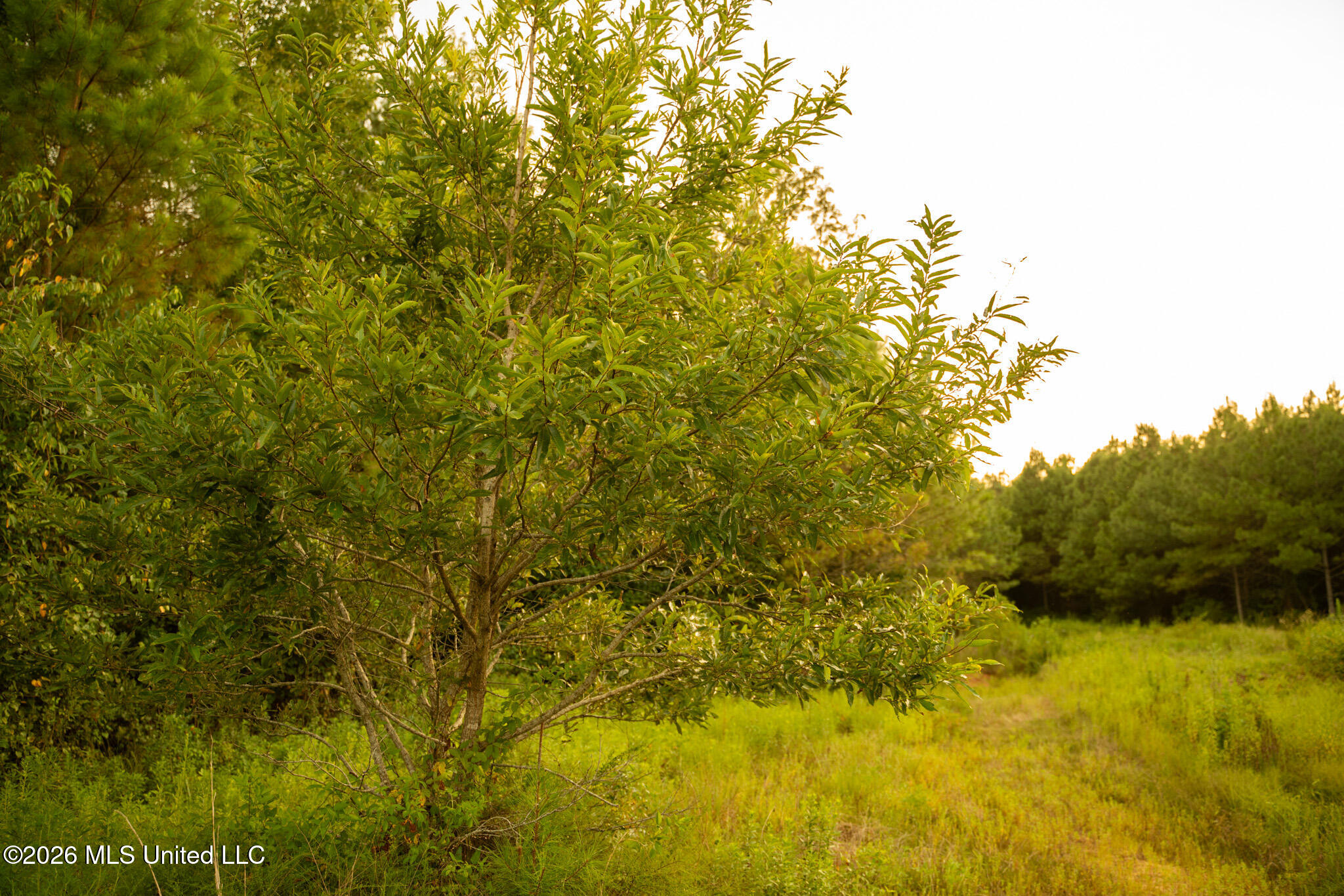 Co Rd 4300 Property Photo 61