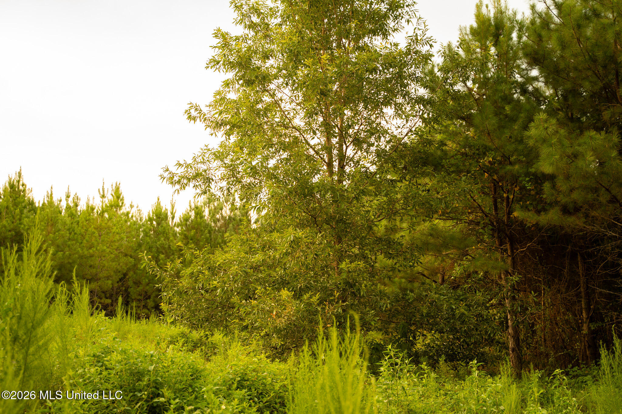 Co Rd 4300 Property Photo 65