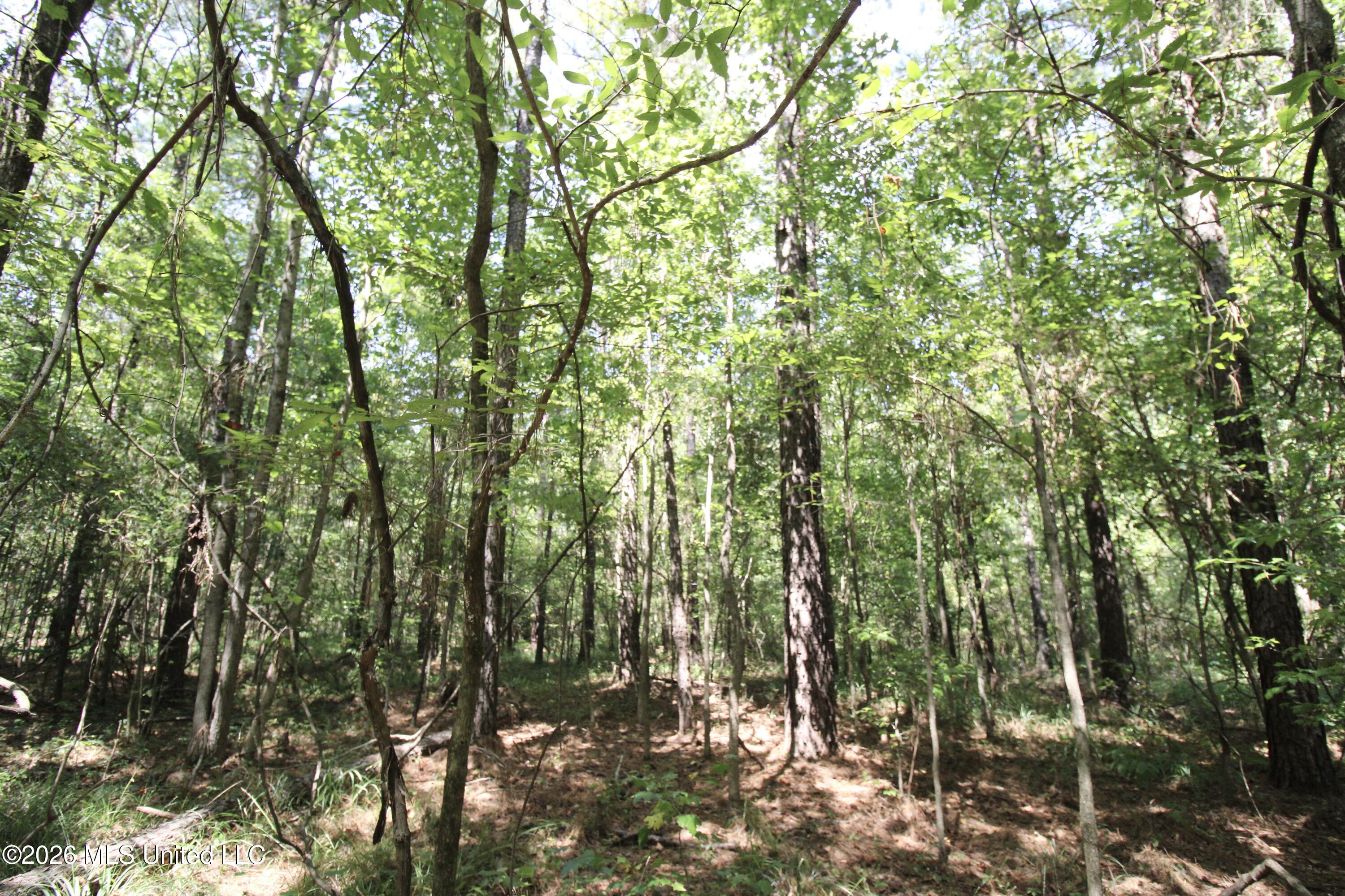 Holly Bush Property Photo 3