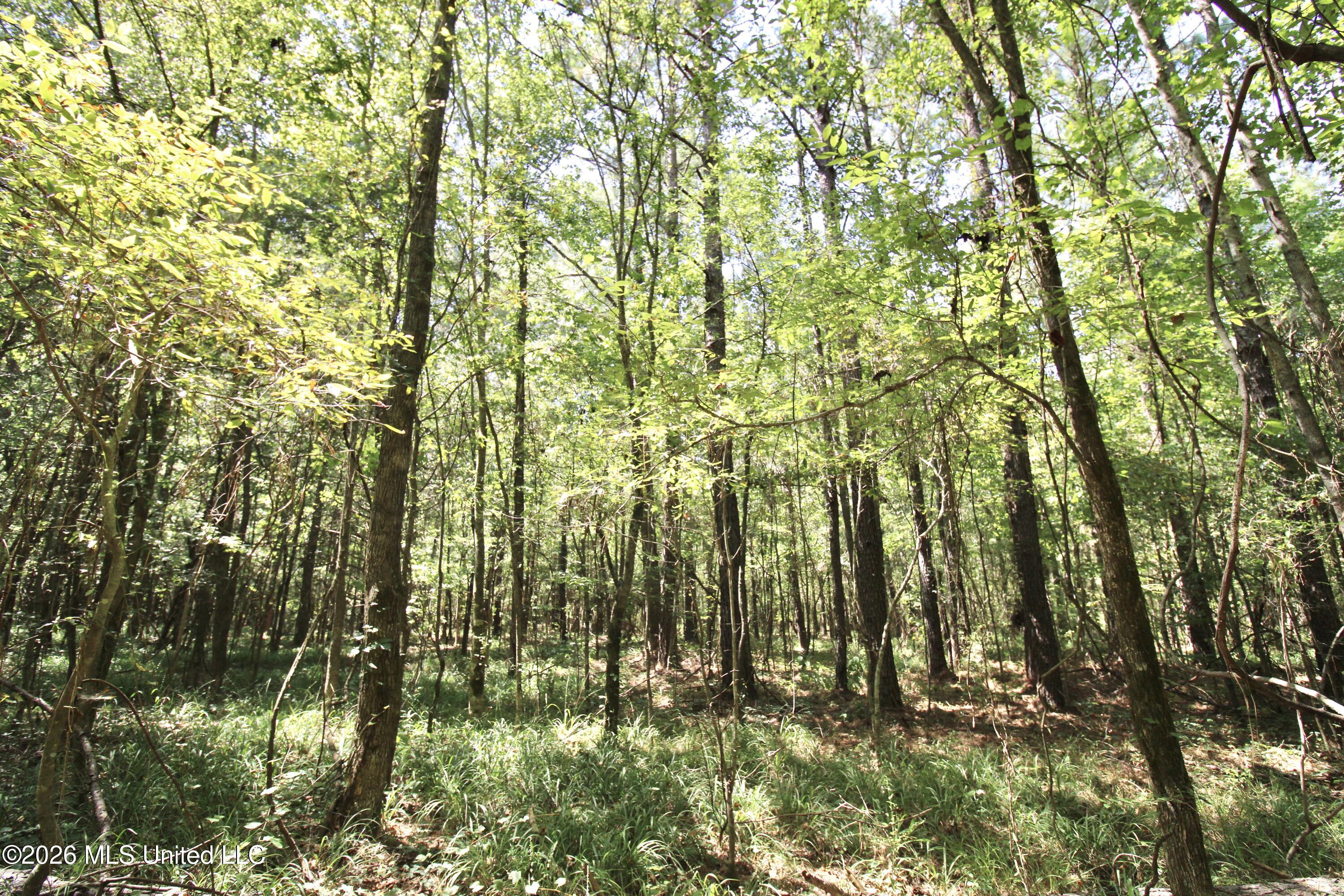 Holly Bush Property Photo 4