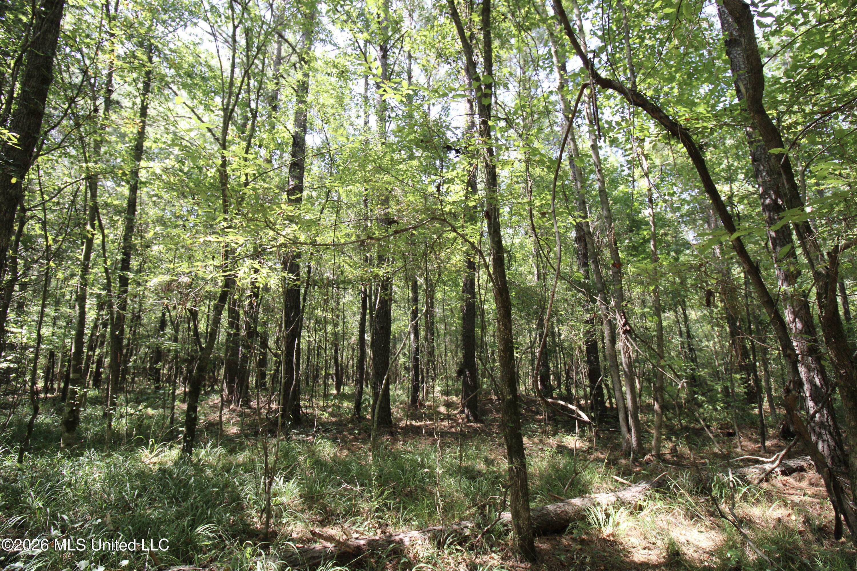 Holly Bush Property Photo 5