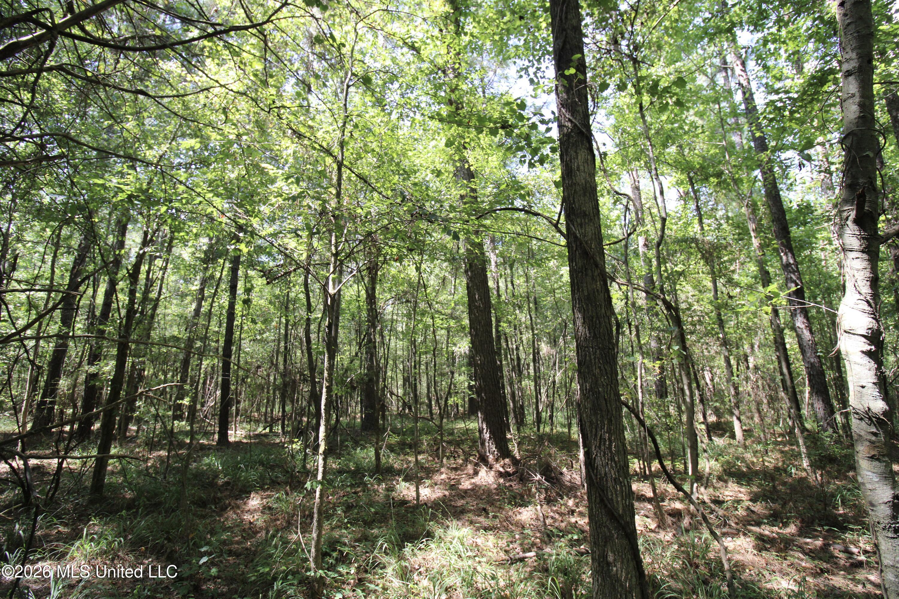 Holly Bush Property Photo 6