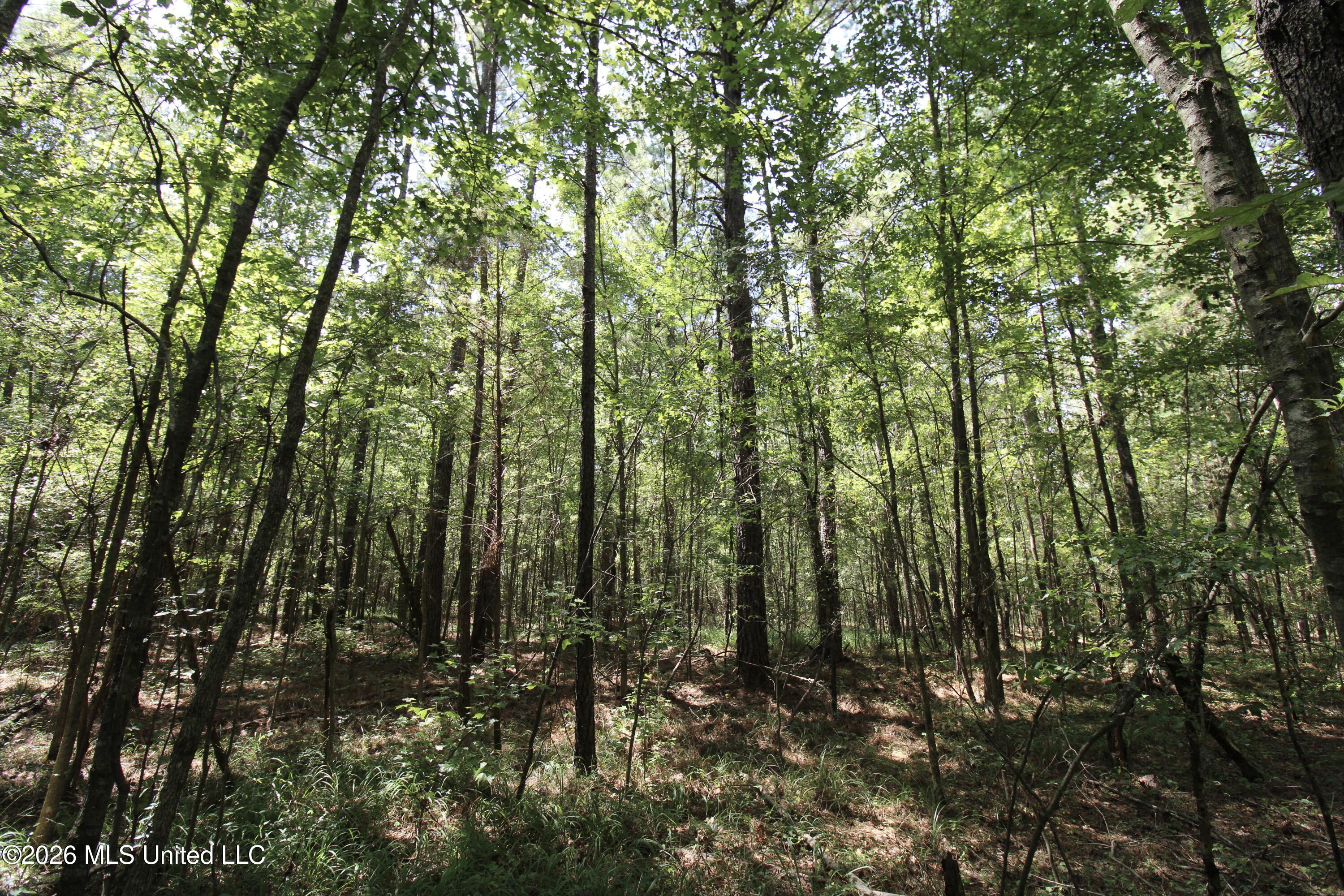 Holly Bush Property Photo 7