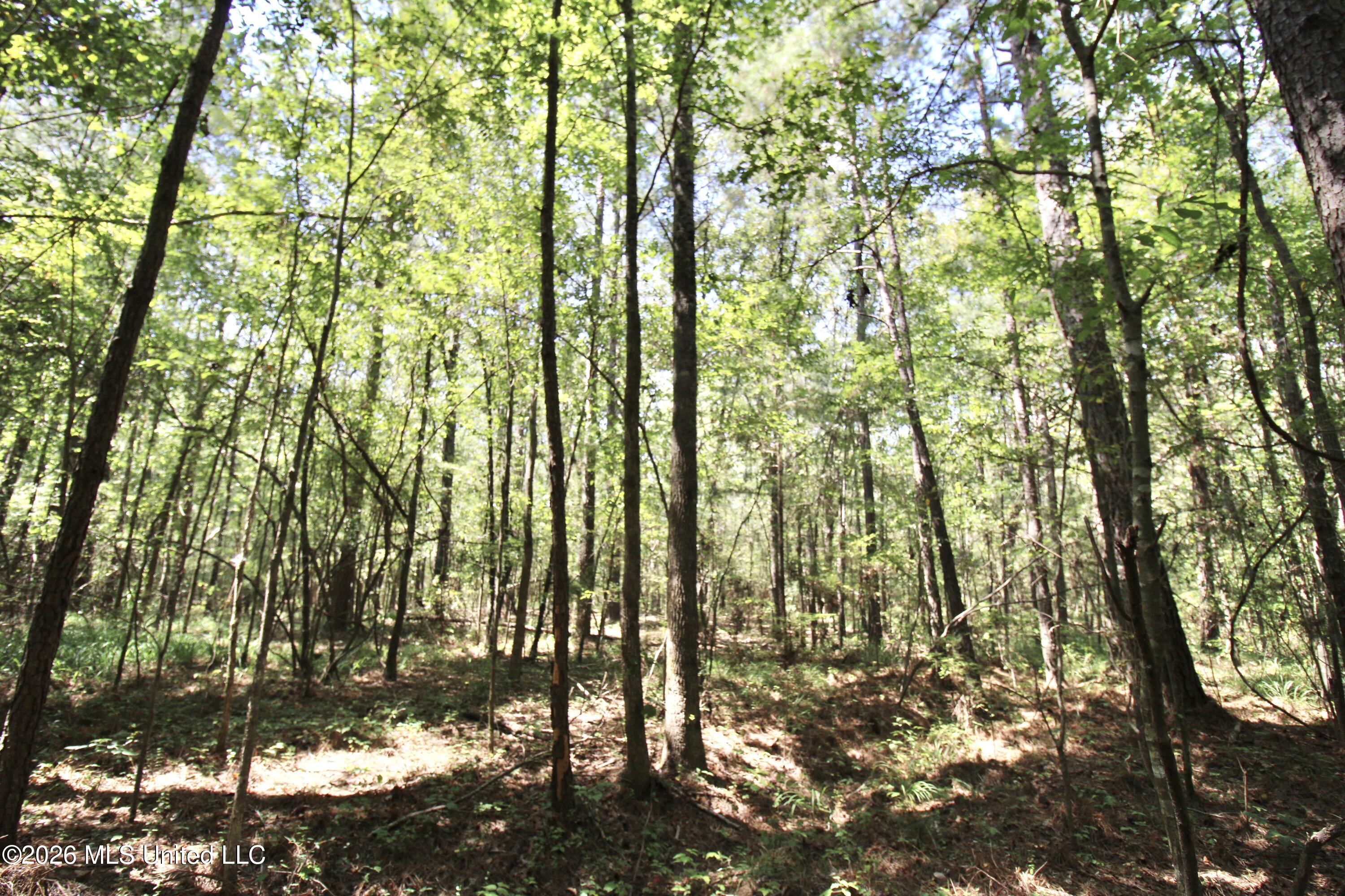 Holly Bush Property Photo 8