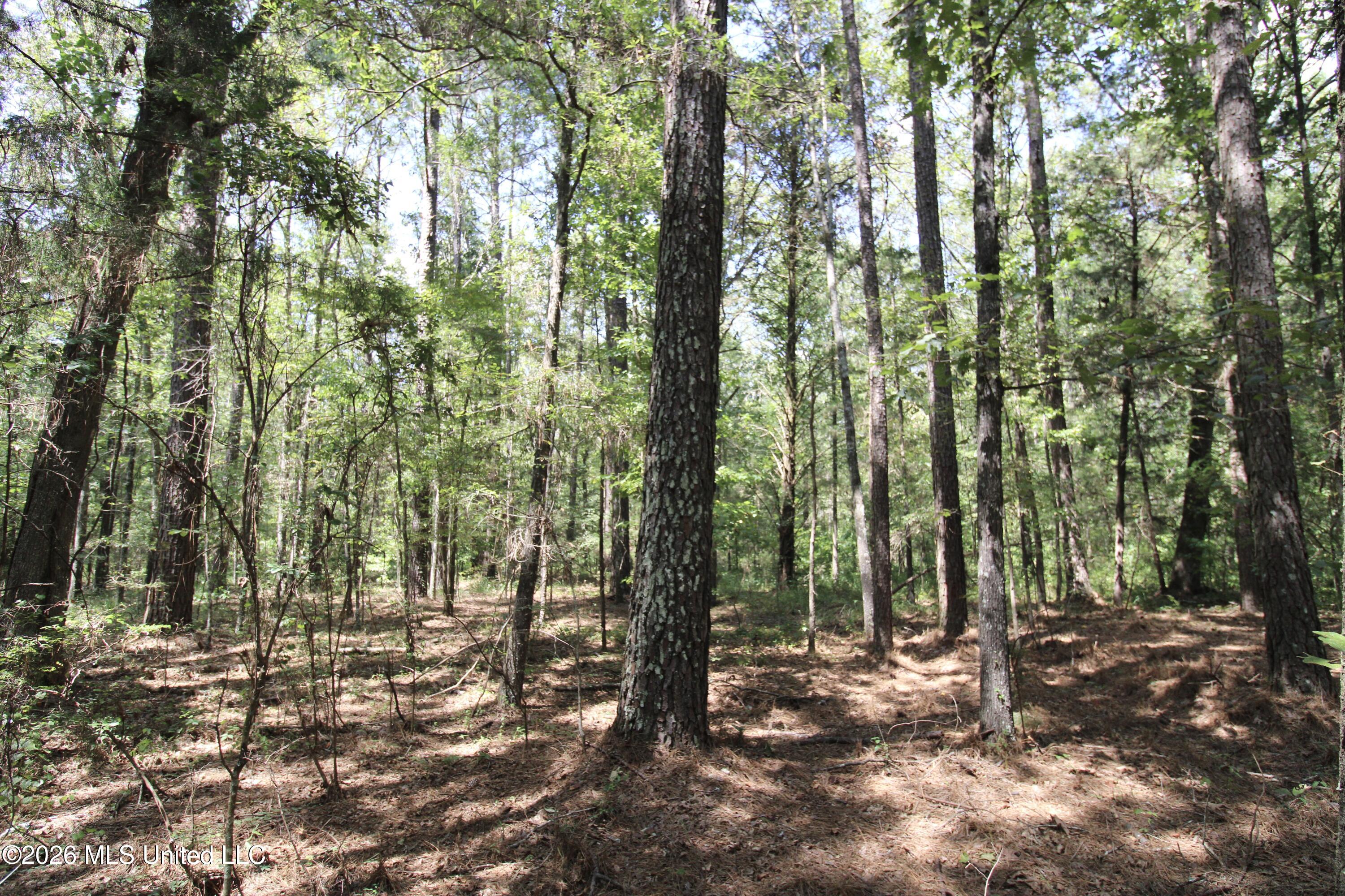 Holly Bush Property Photo 9