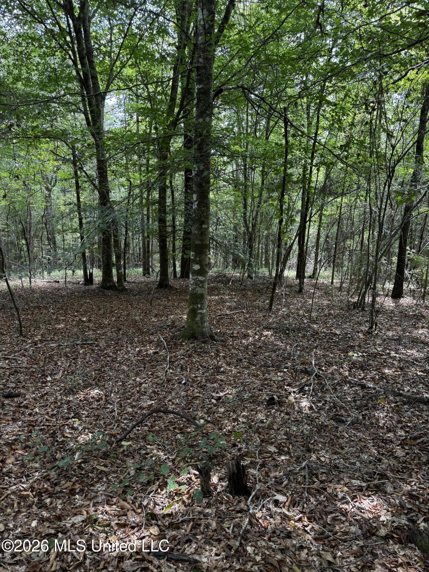 Earnest A Thompson Property Photo 17