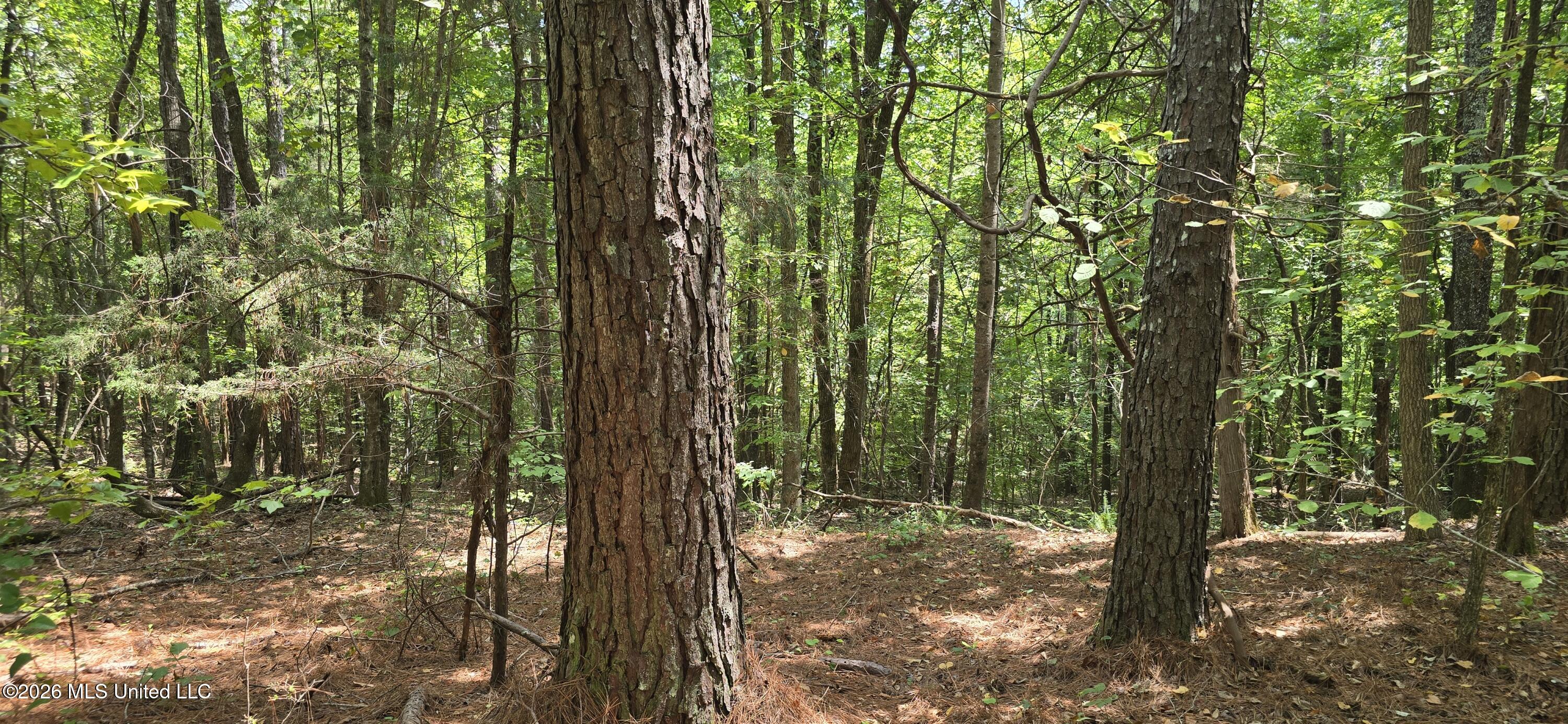 4190 Tuscumbia Road Property Photo 13