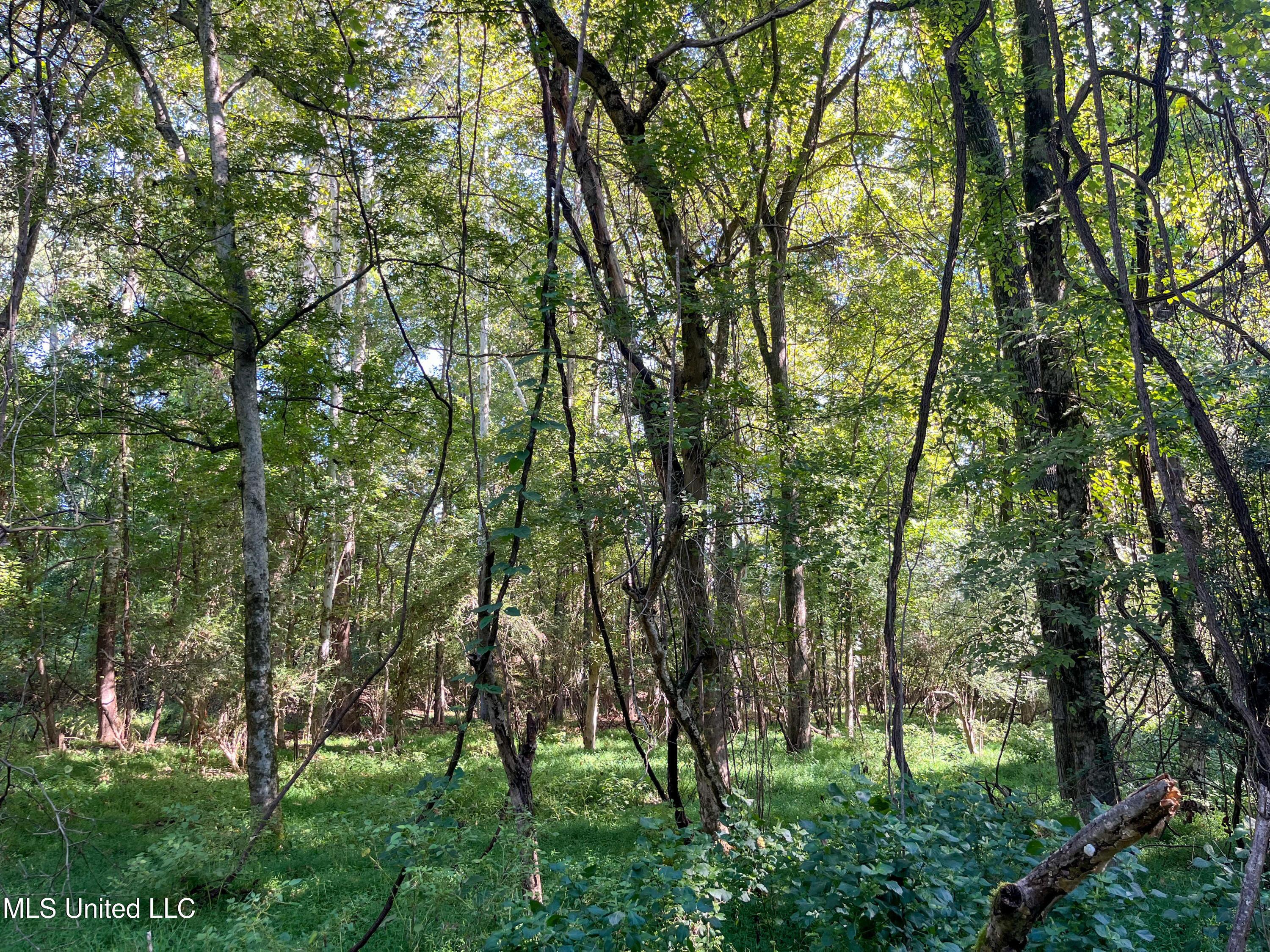 Moonmist Drive Property Photo 19