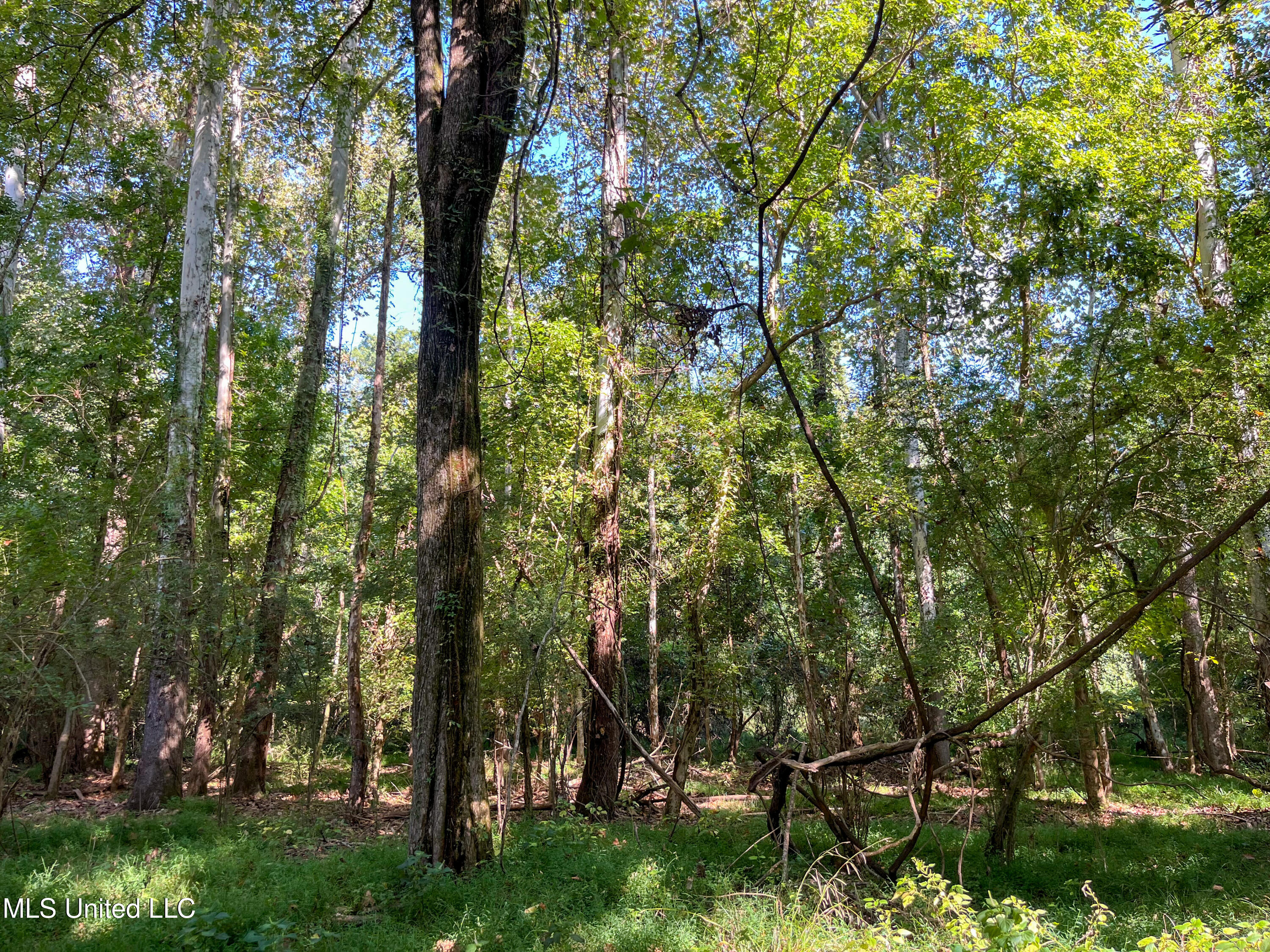 Moonmist Drive Property Photo 27