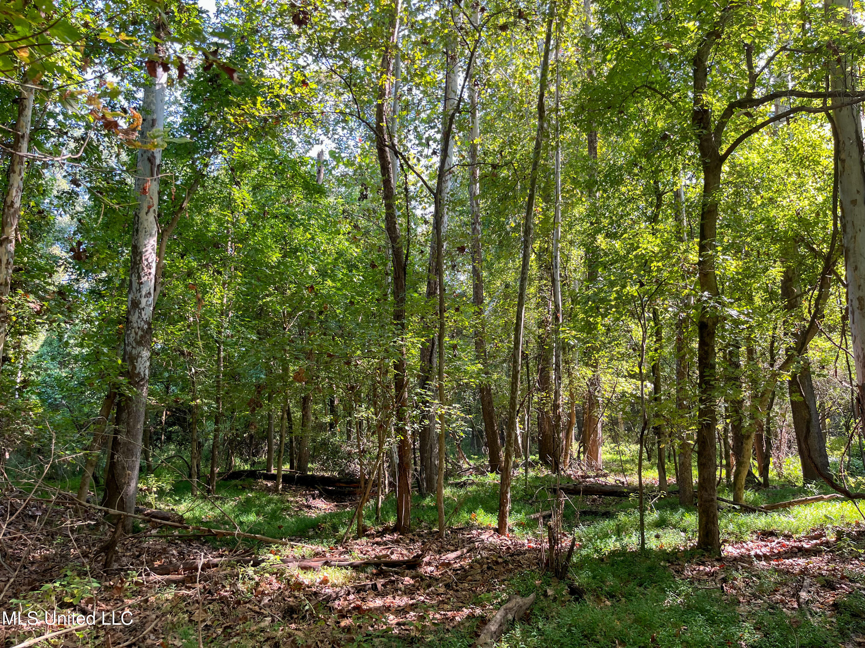 Moonmist Drive Property Photo 28